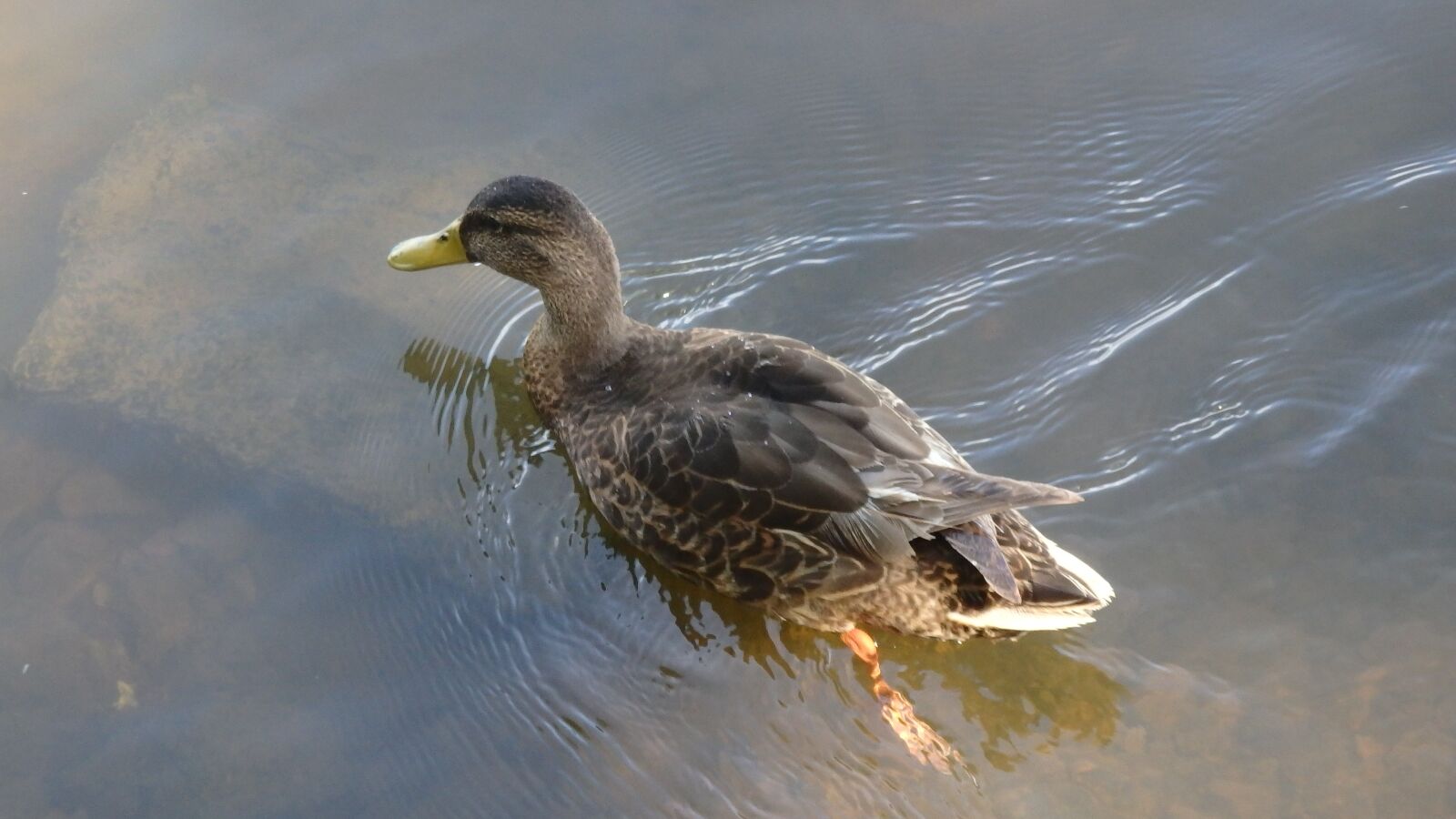 Olympus SH-1 sample photo. Ducks, river, outdoor photography