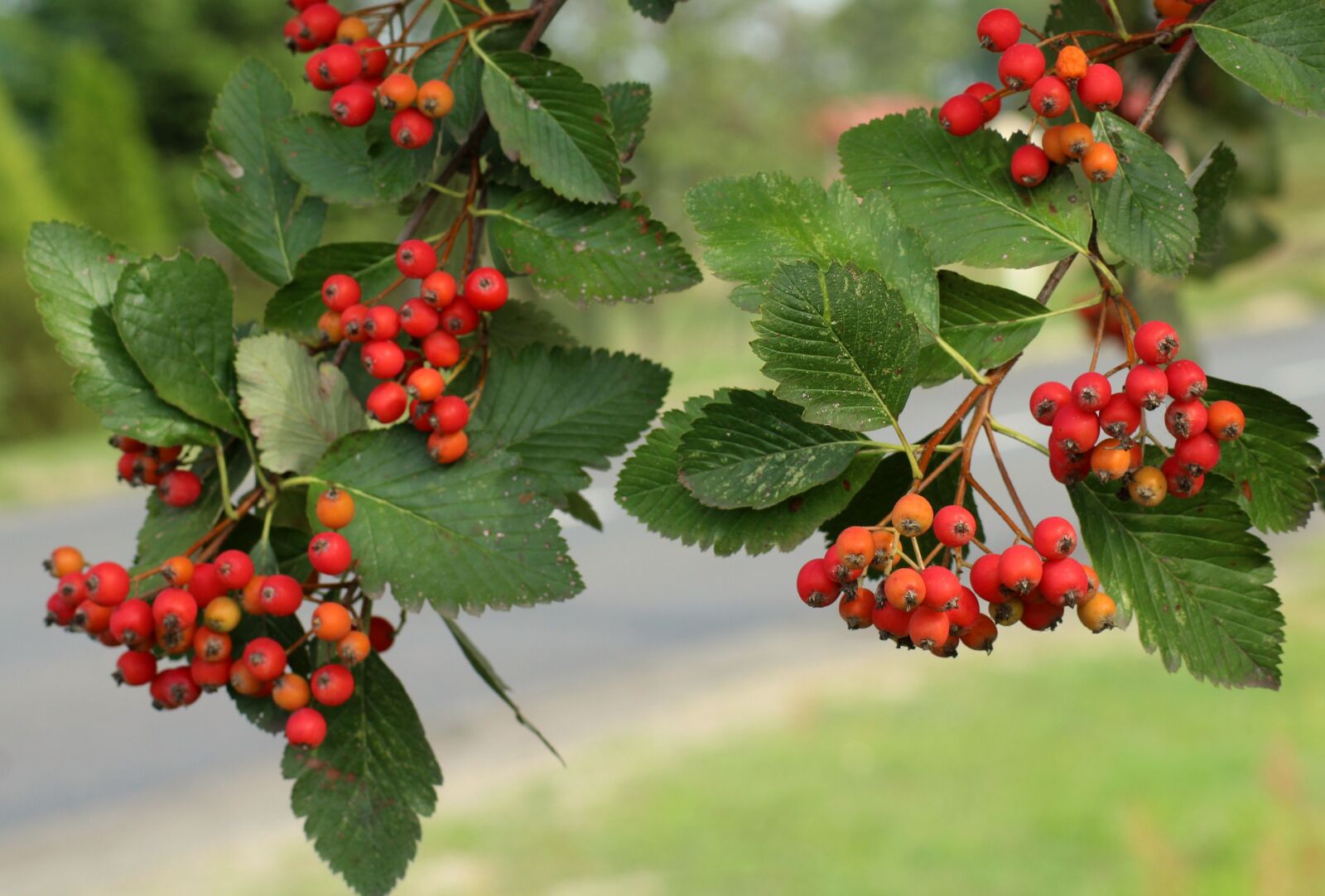 Canon EOS 1200D (EOS Rebel T5 / EOS Kiss X70 / EOS Hi) sample photo. Swedish mountain ash, sorbus photography