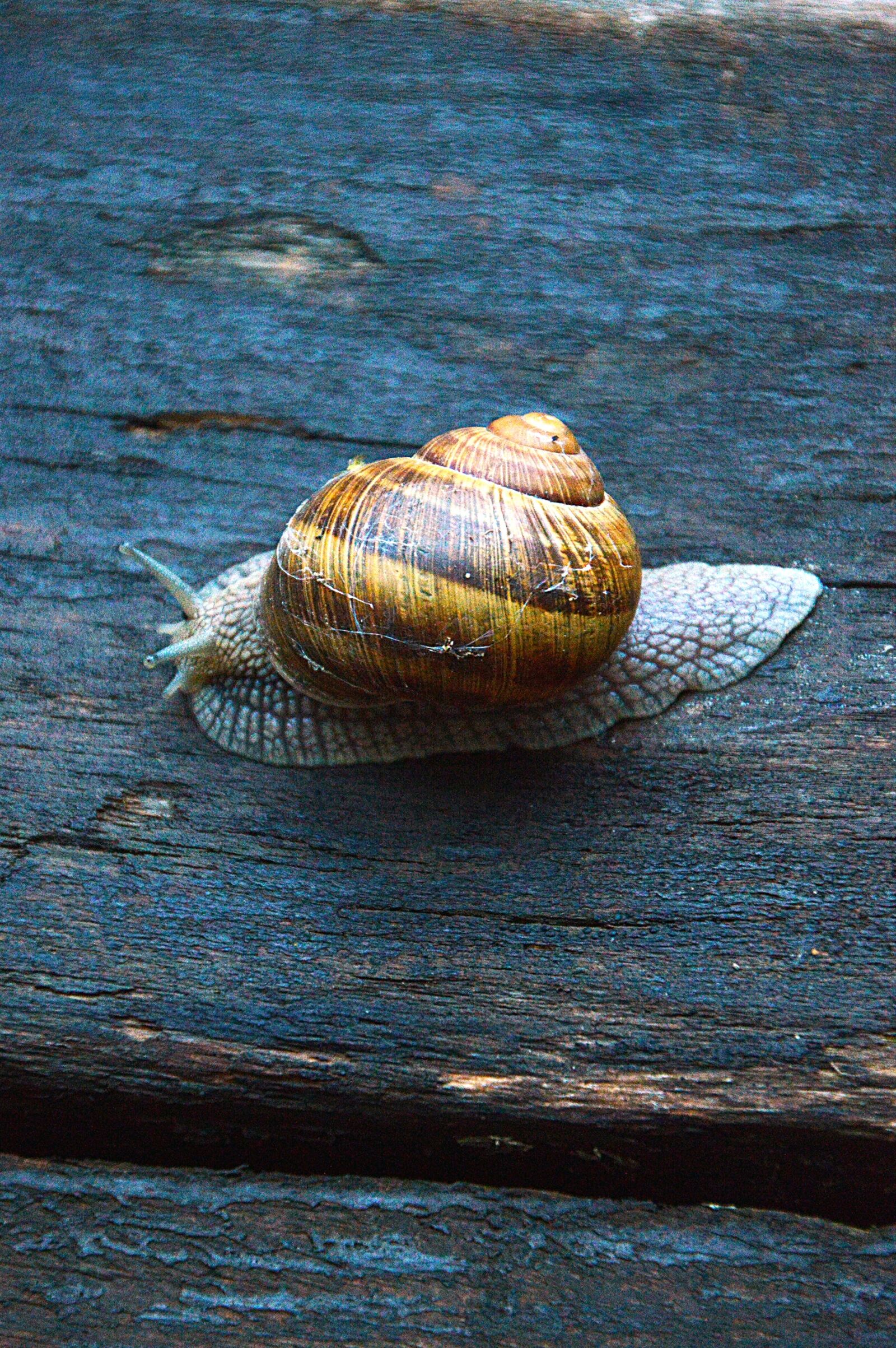 Nikon D3200 sample photo. Snail, animal, nature photography