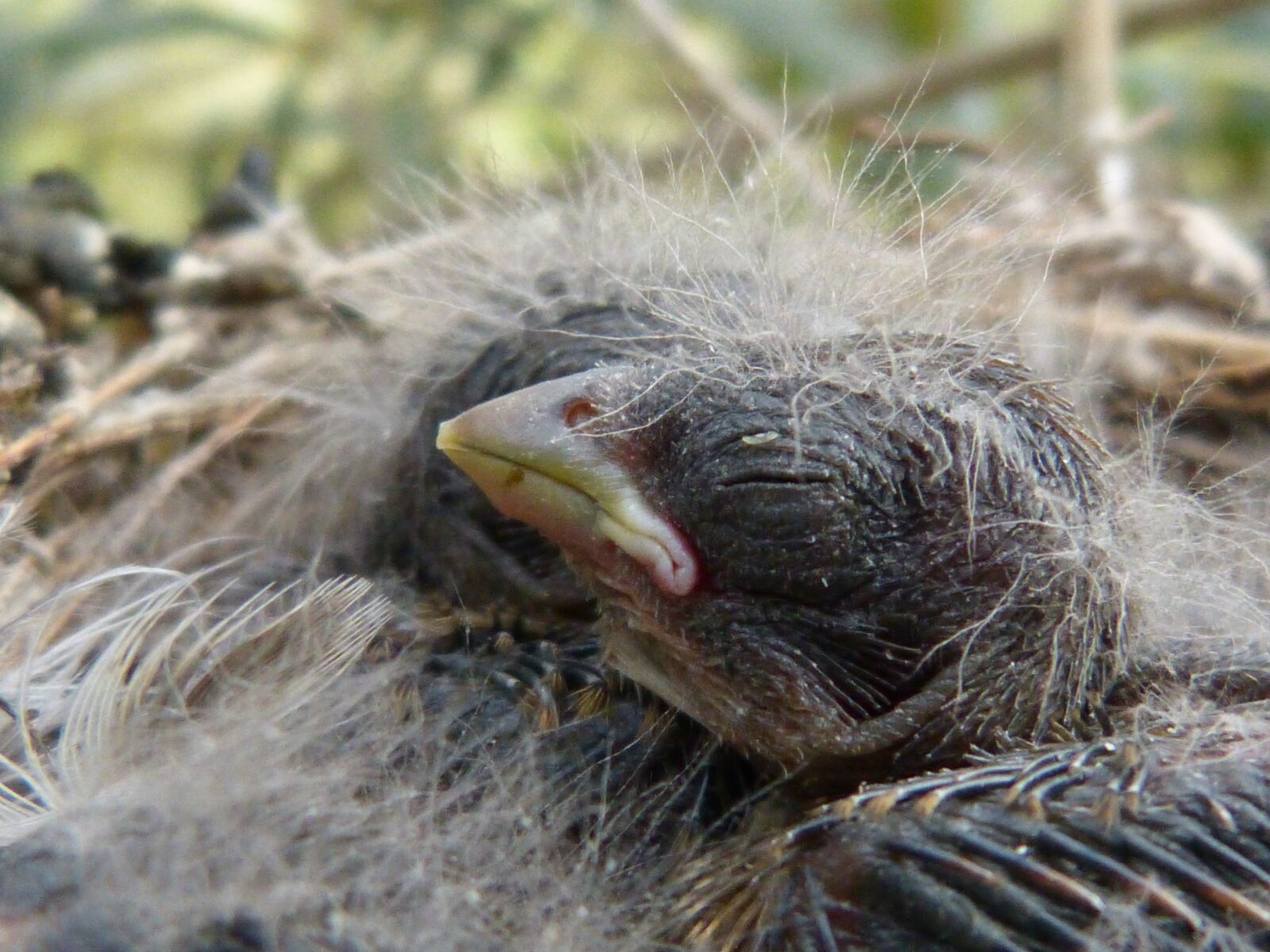 Panasonic DMC-FZ62 sample photo. Chick, bird, breeding photography