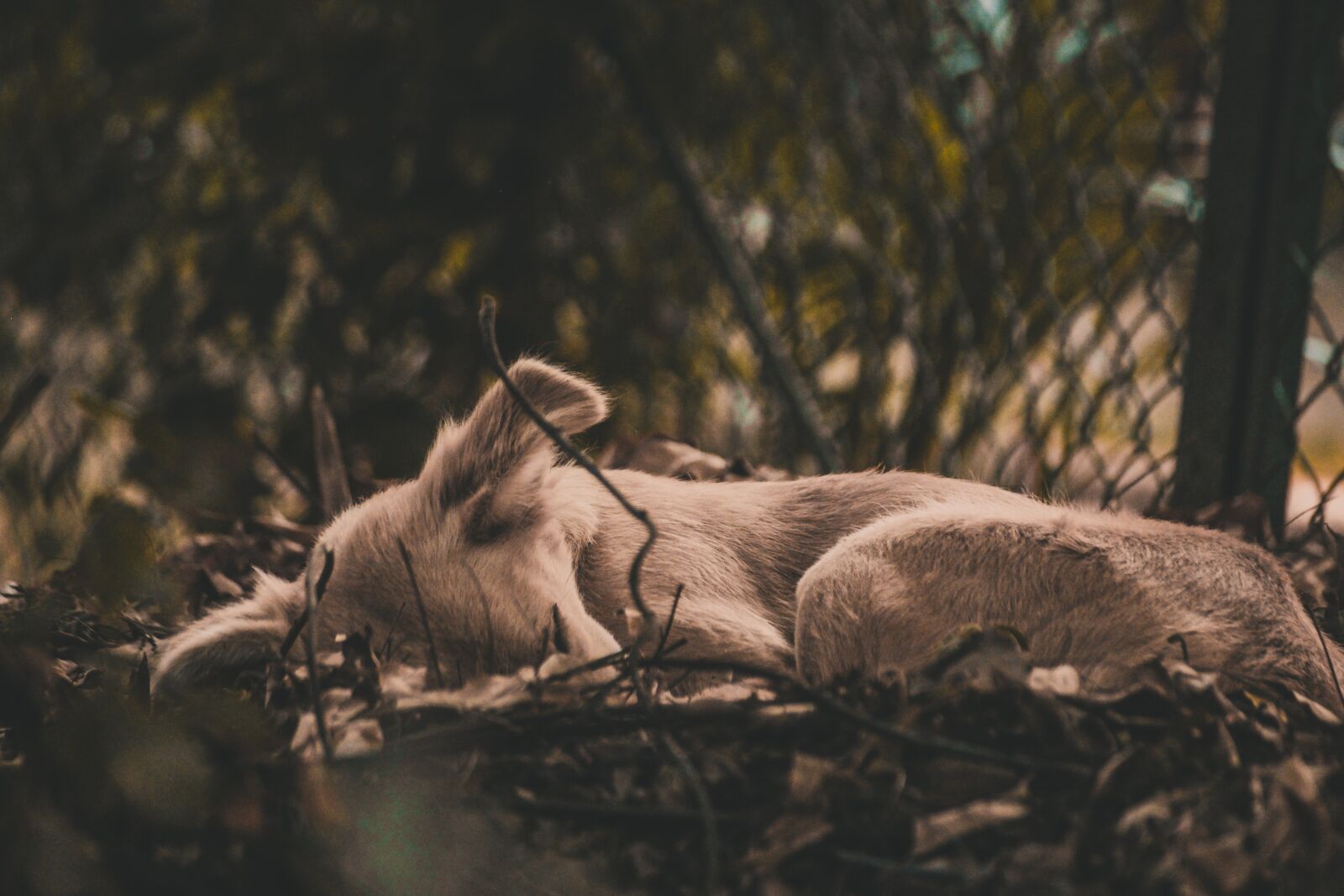 Canon EOS 700D (EOS Rebel T5i / EOS Kiss X7i) sample photo. Dog, sleeping, puppy photography