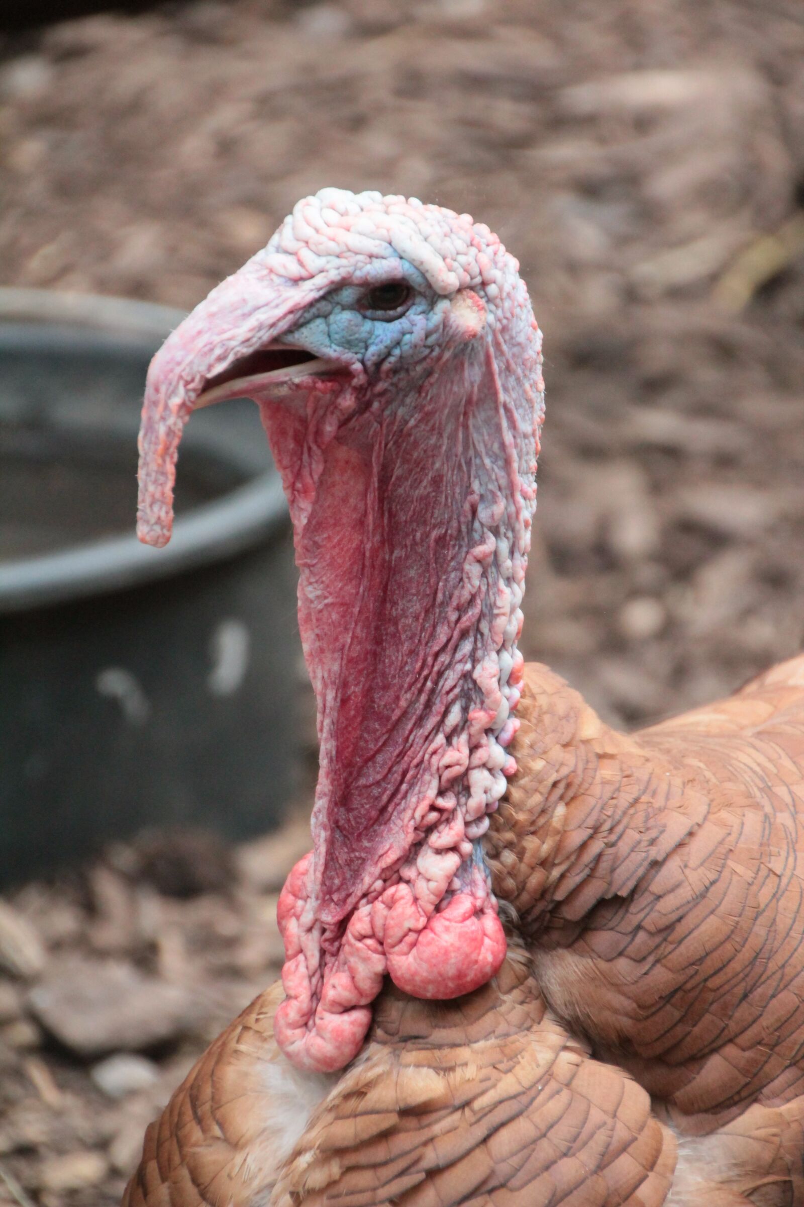 Canon EOS 600D (Rebel EOS T3i / EOS Kiss X5) sample photo. Turkey, backyard, poultry photography