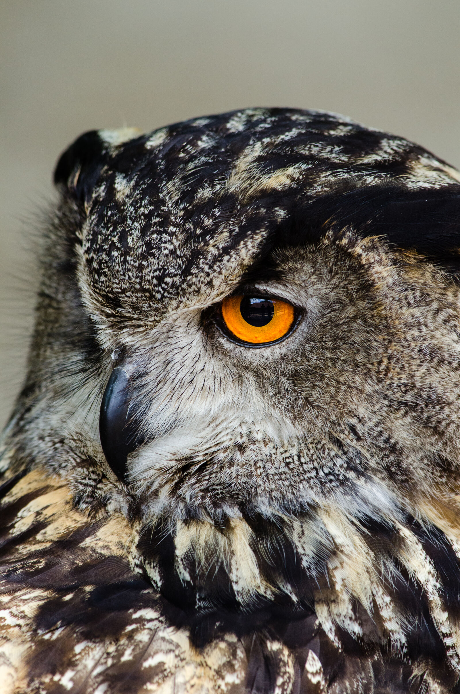 Nikon D7000 + Sigma APO Tele Macro 300mm F4 sample photo