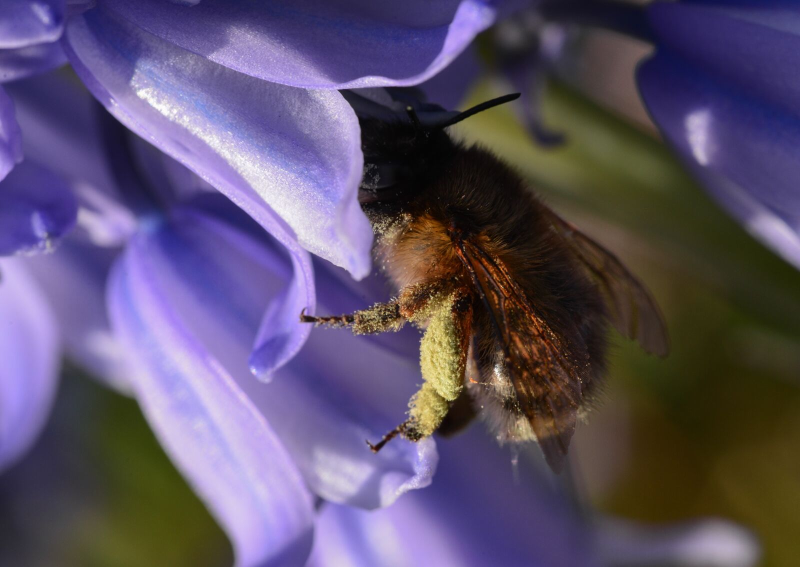 Nikon D610 sample photo. Bee, hummel, nectar photography