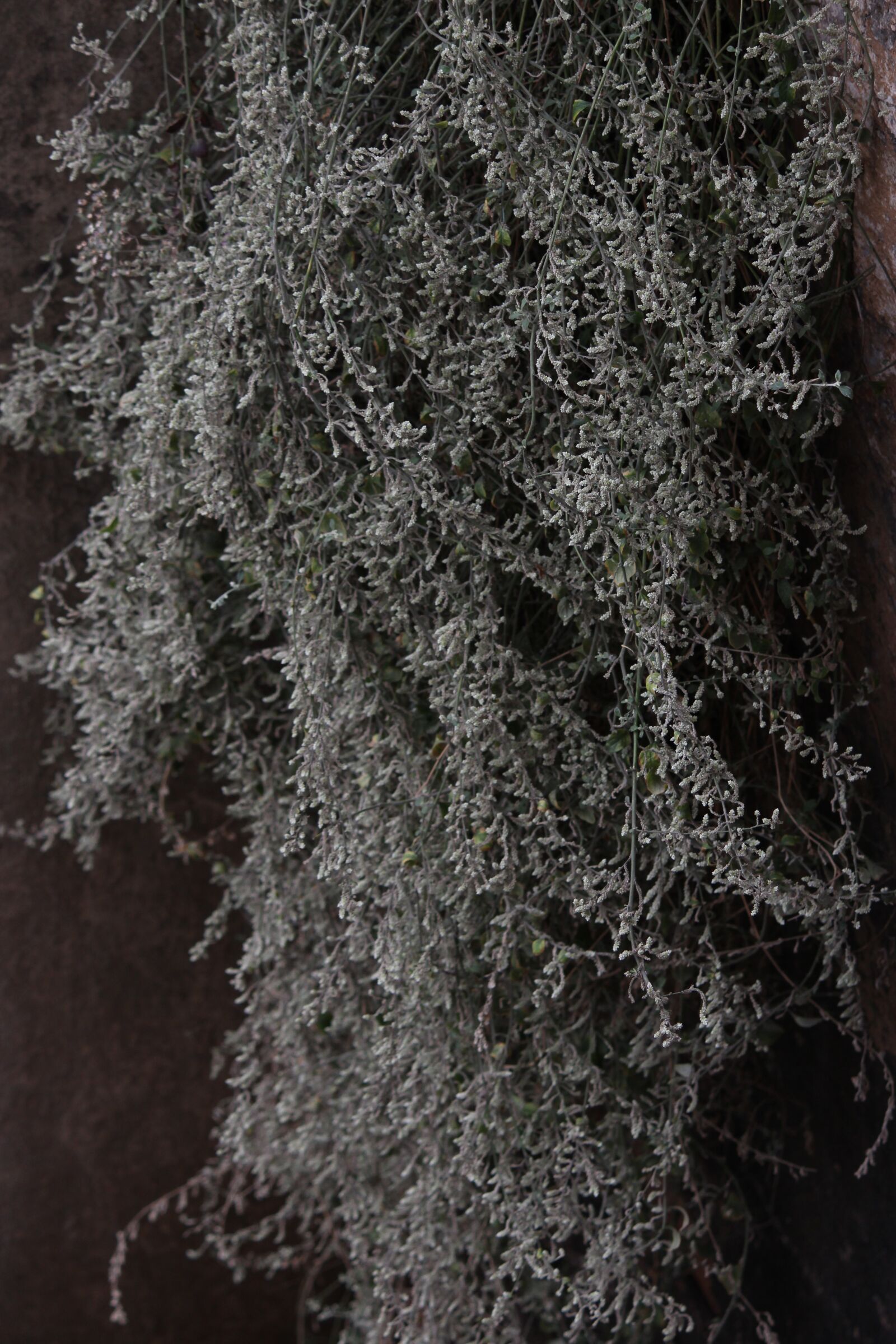 Canon EOS 700D (EOS Rebel T5i / EOS Kiss X7i) sample photo. Green, leaves, hanging photography