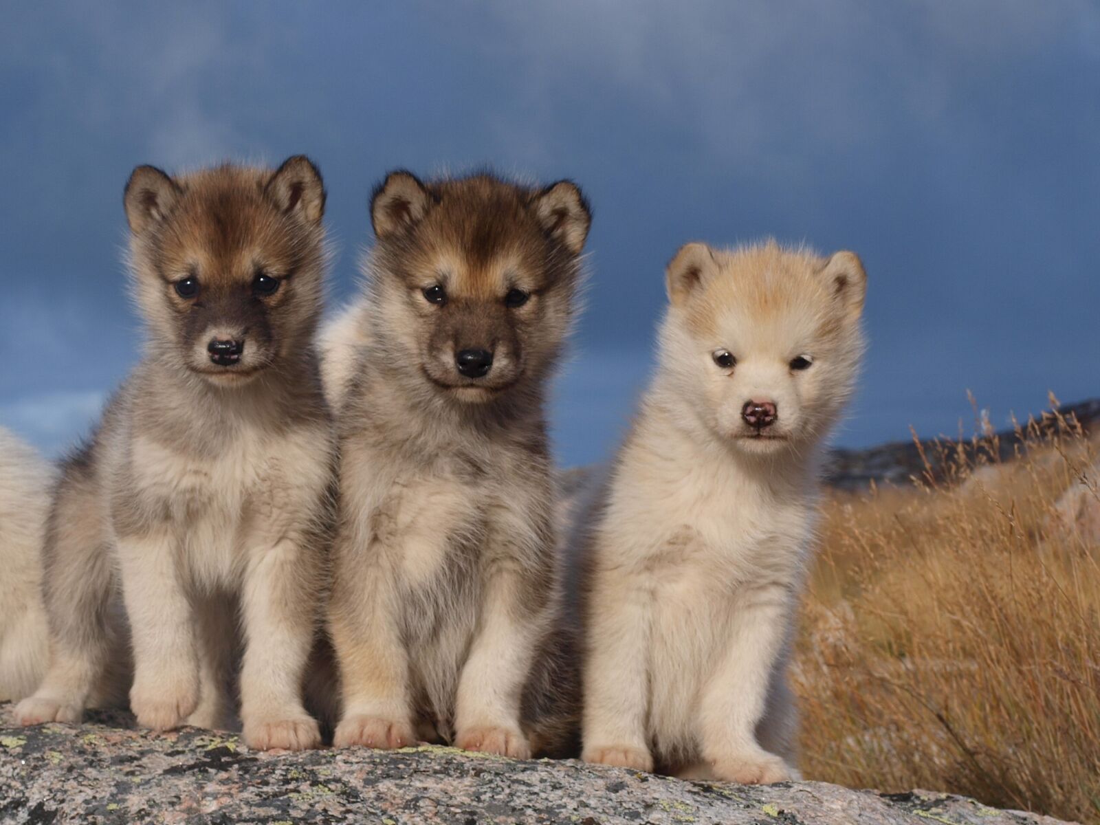 Olympus E-520 (EVOLT E-520) sample photo. Dogs, sled dogs, greenland photography