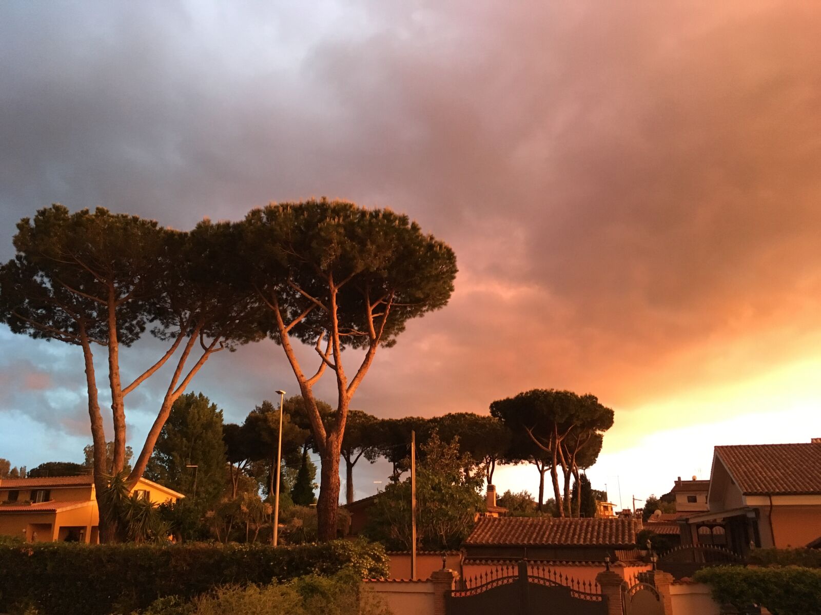 iPhone SE back camera 4.15mm f/2.2 sample photo. Pines, rome, sunste photography