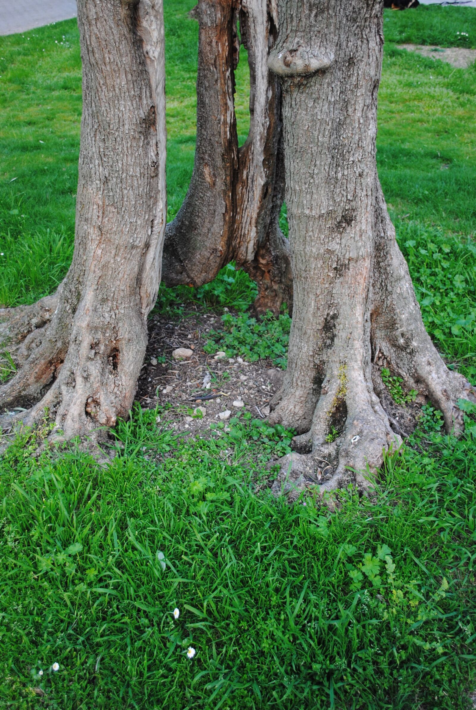 Nikon D3000 sample photo. Olive tree, log, olive photography