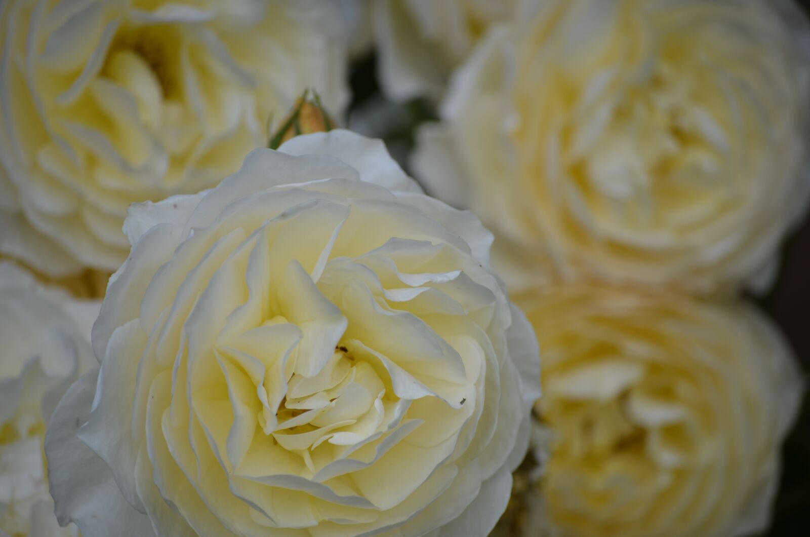 Nikon D5100 sample photo. White roses, flowers, nature photography