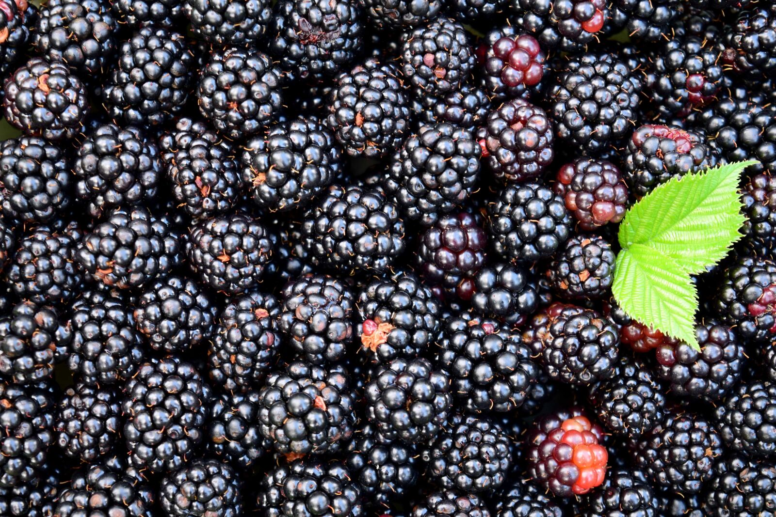 Nikon D3300 sample photo. Food, fruit, blackberry, berry photography