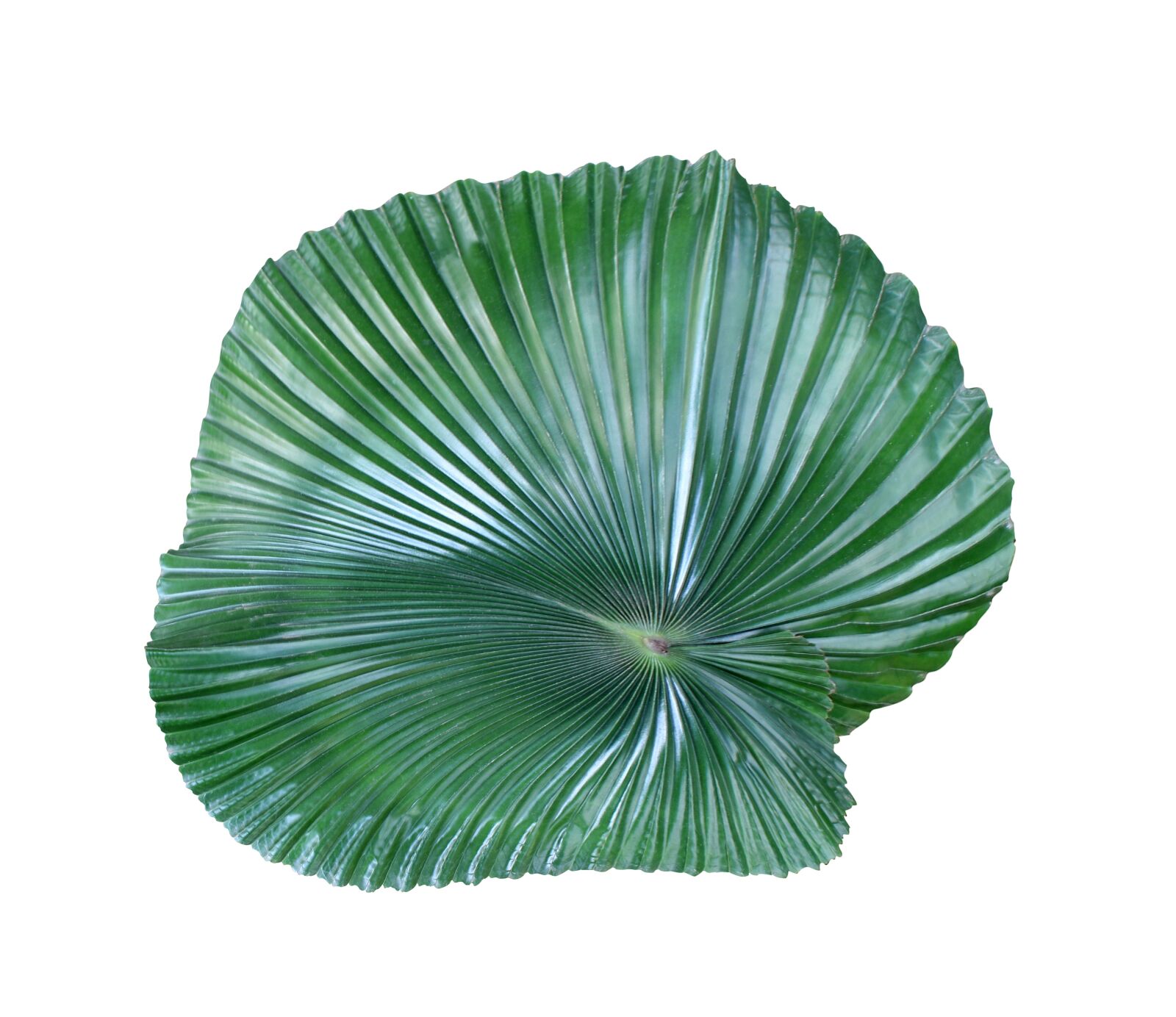 Canon EOS 700D (EOS Rebel T5i / EOS Kiss X7i) sample photo. Palm, leaf, green photography