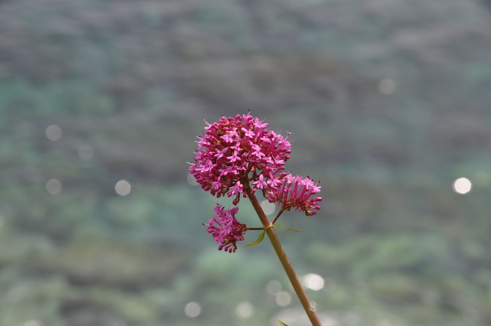 Nikon D5000 sample photo. Flower, sea, spring photography