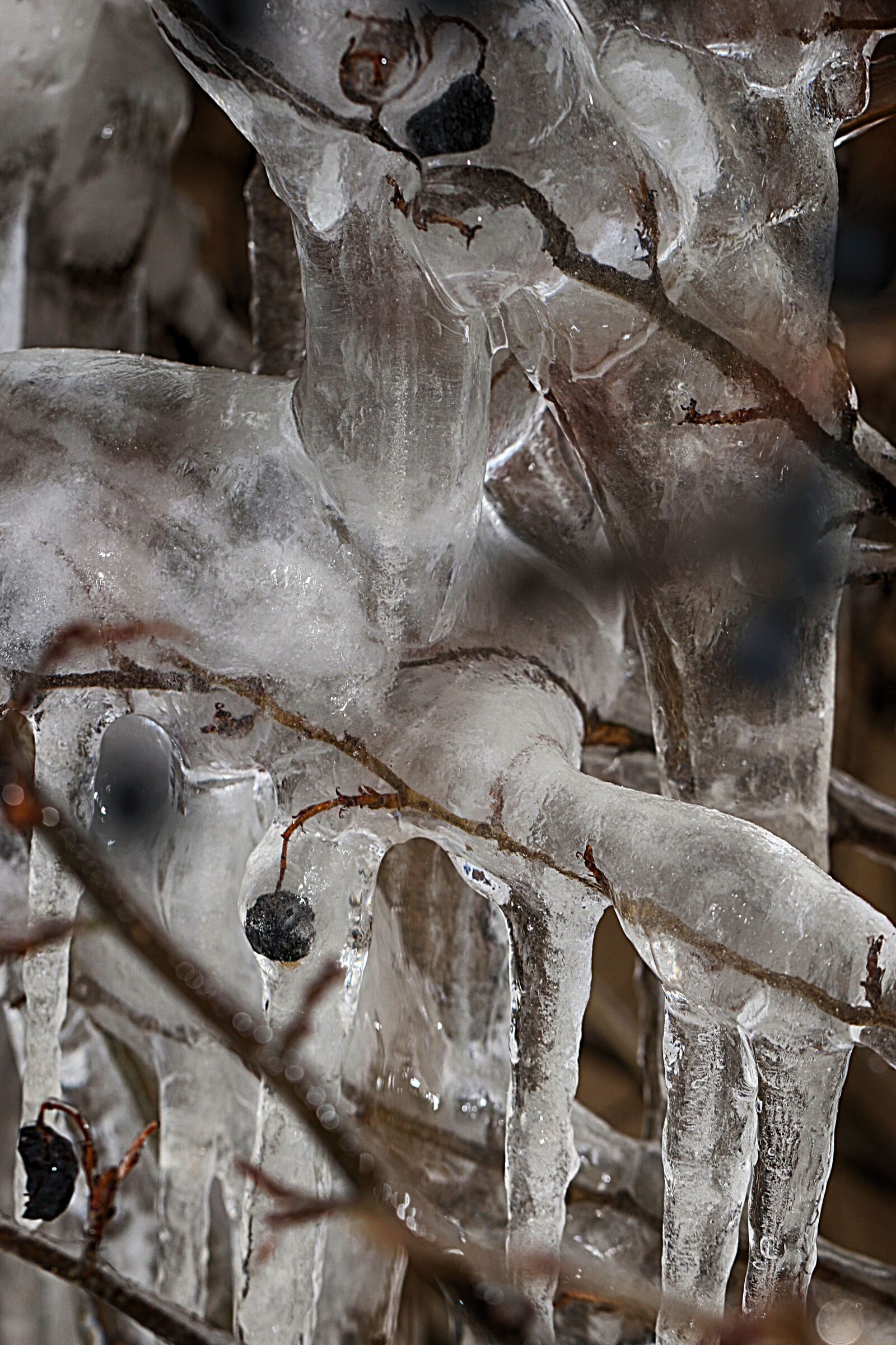 Canon EOS 7D Mark II sample photo. Icicle, closeup, berry photography