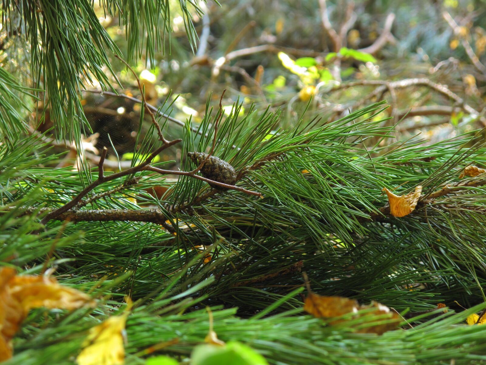 Canon PowerShot G10 sample photo. Undergrowth, pine, spruce photography