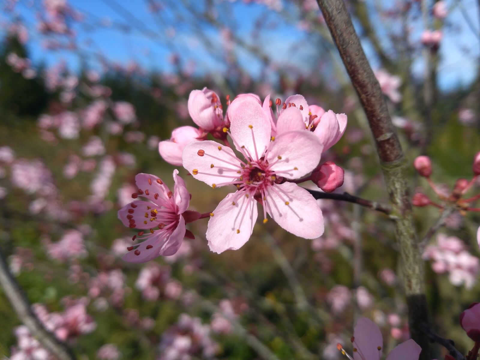 HUAWEI P9 LITE MINI sample photo. Spring, nature, cherry photography
