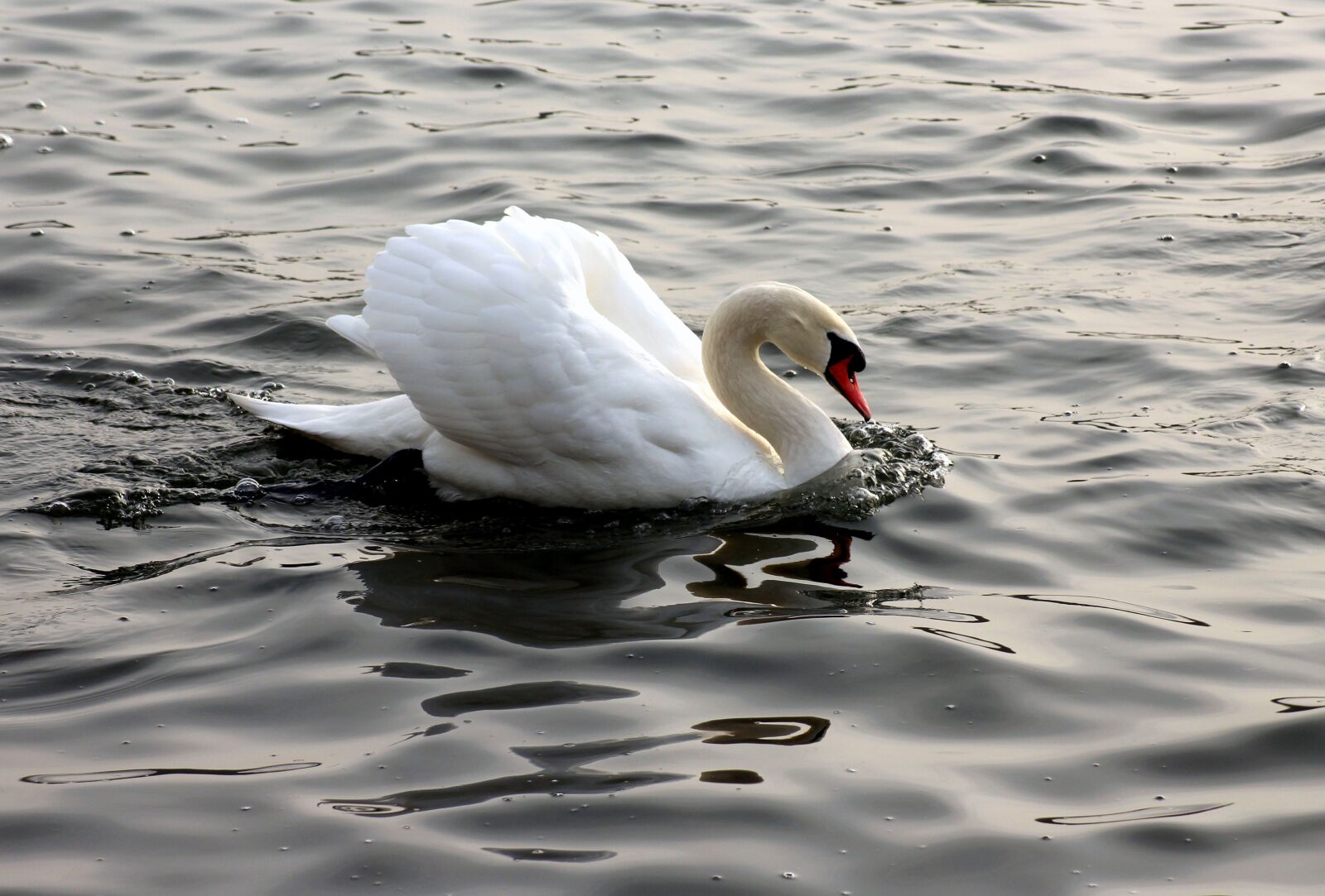 Canon EOS 1200D (EOS Rebel T5 / EOS Kiss X70 / EOS Hi) sample photo. Swan, bird, water birds photography