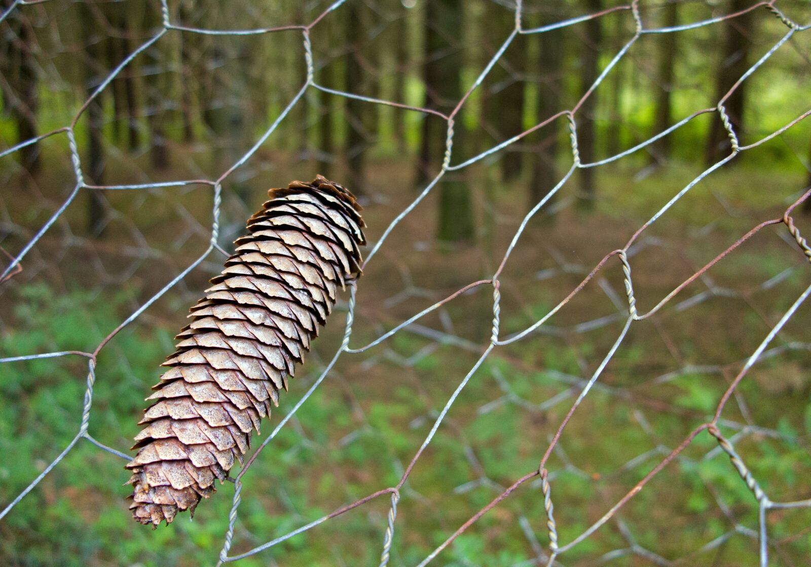 Canon PowerShot G1 X sample photo. Pine cones, forest, fence photography