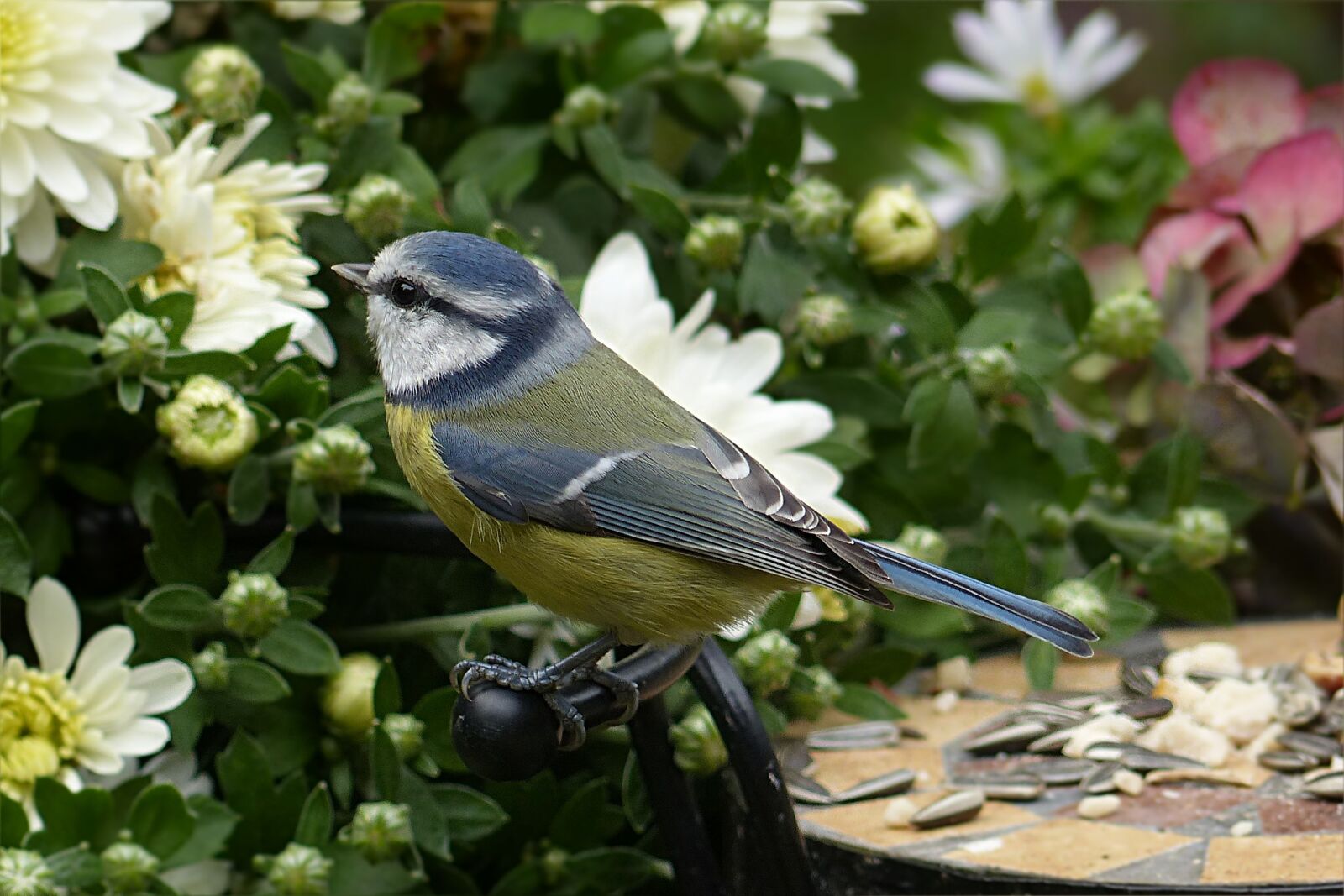 Panasonic Lumix DMC-FZ200 sample photo. Tit, blue tit, cyanistes photography