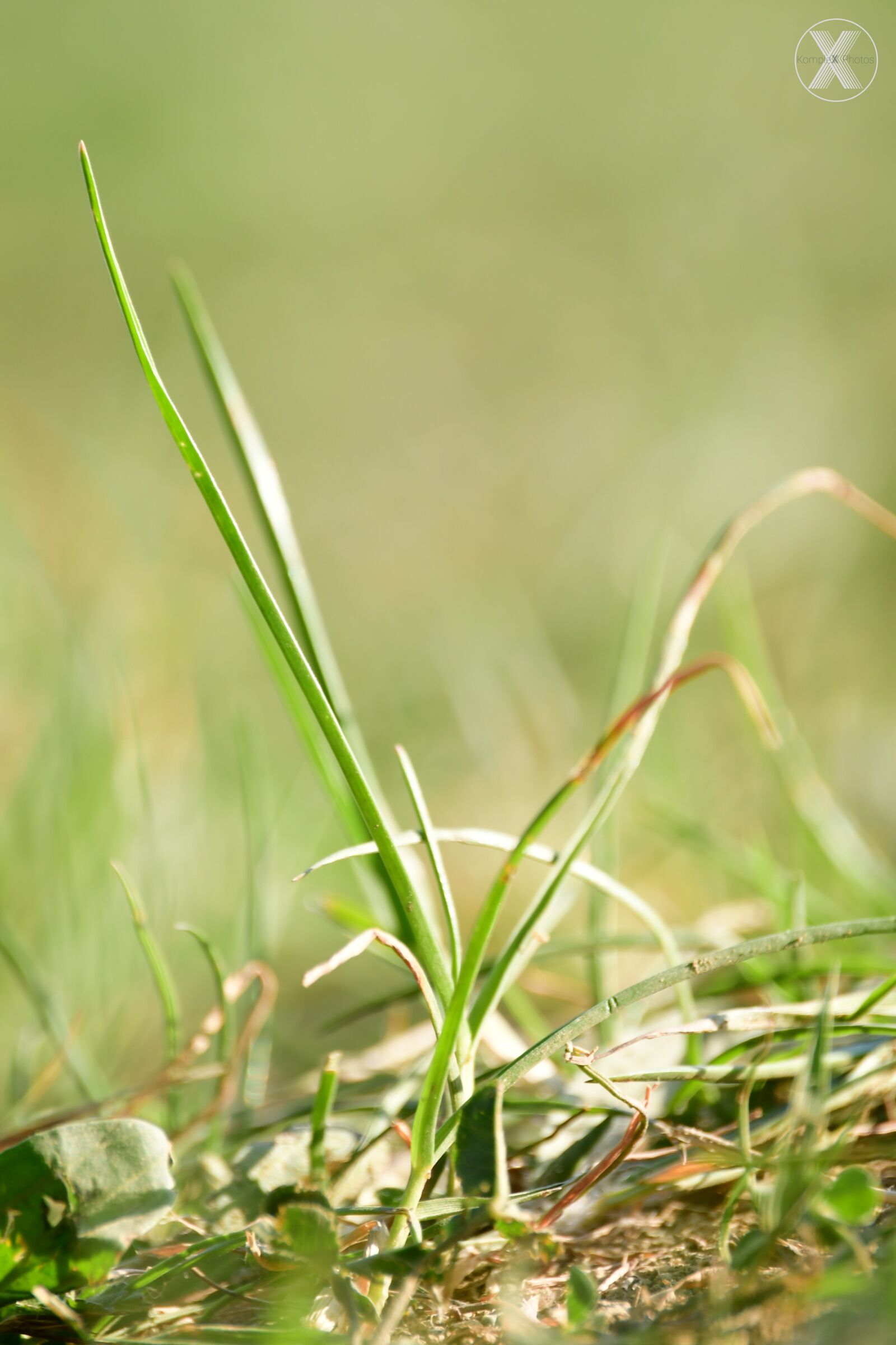 Nikon D7500 sample photo. Grass, green, nature photography