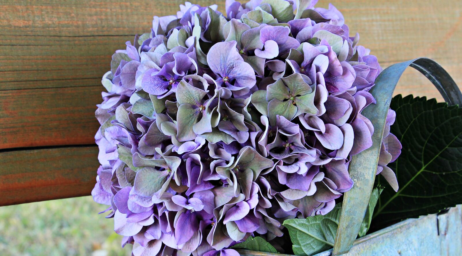 Canon EOS 550D (EOS Rebel T2i / EOS Kiss X4) sample photo. Hydrangea, flower, blossom photography