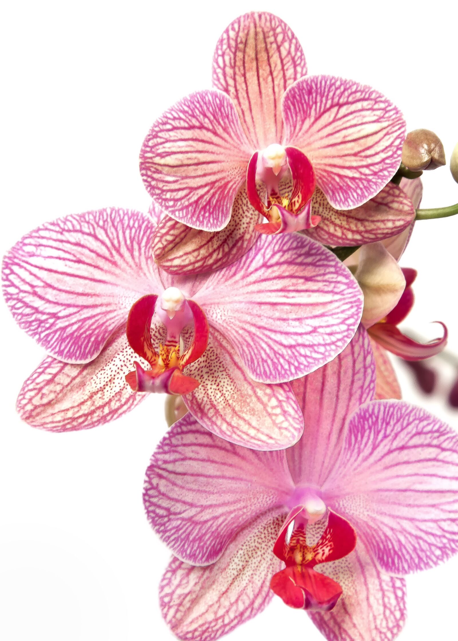 Canon EOS 50D + Canon EF 24-105mm F4L IS USM sample photo. Orchid, phalaenopsis, yellow photography