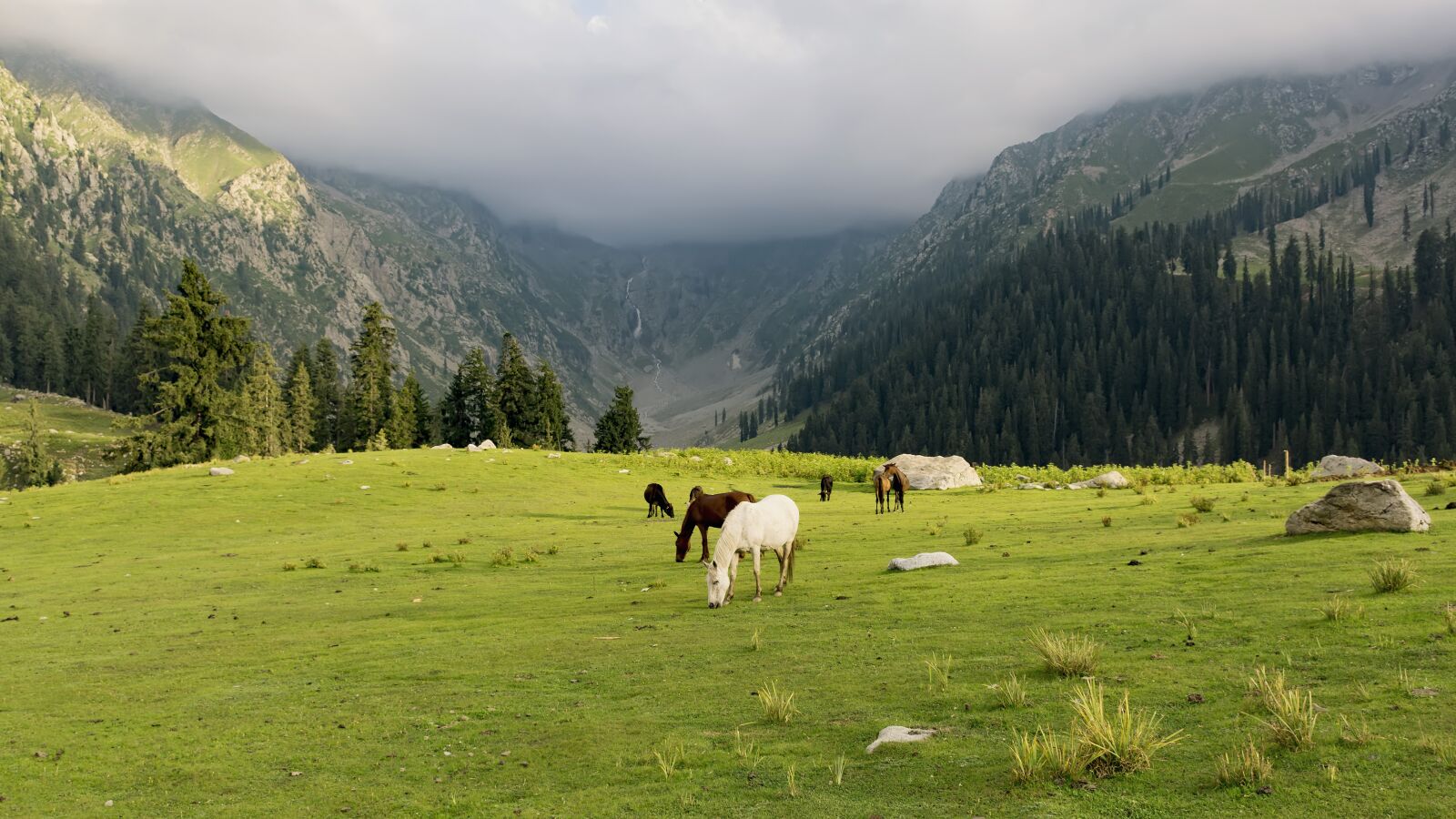 Nikon D7100 sample photo. Nature, horse, animal photography