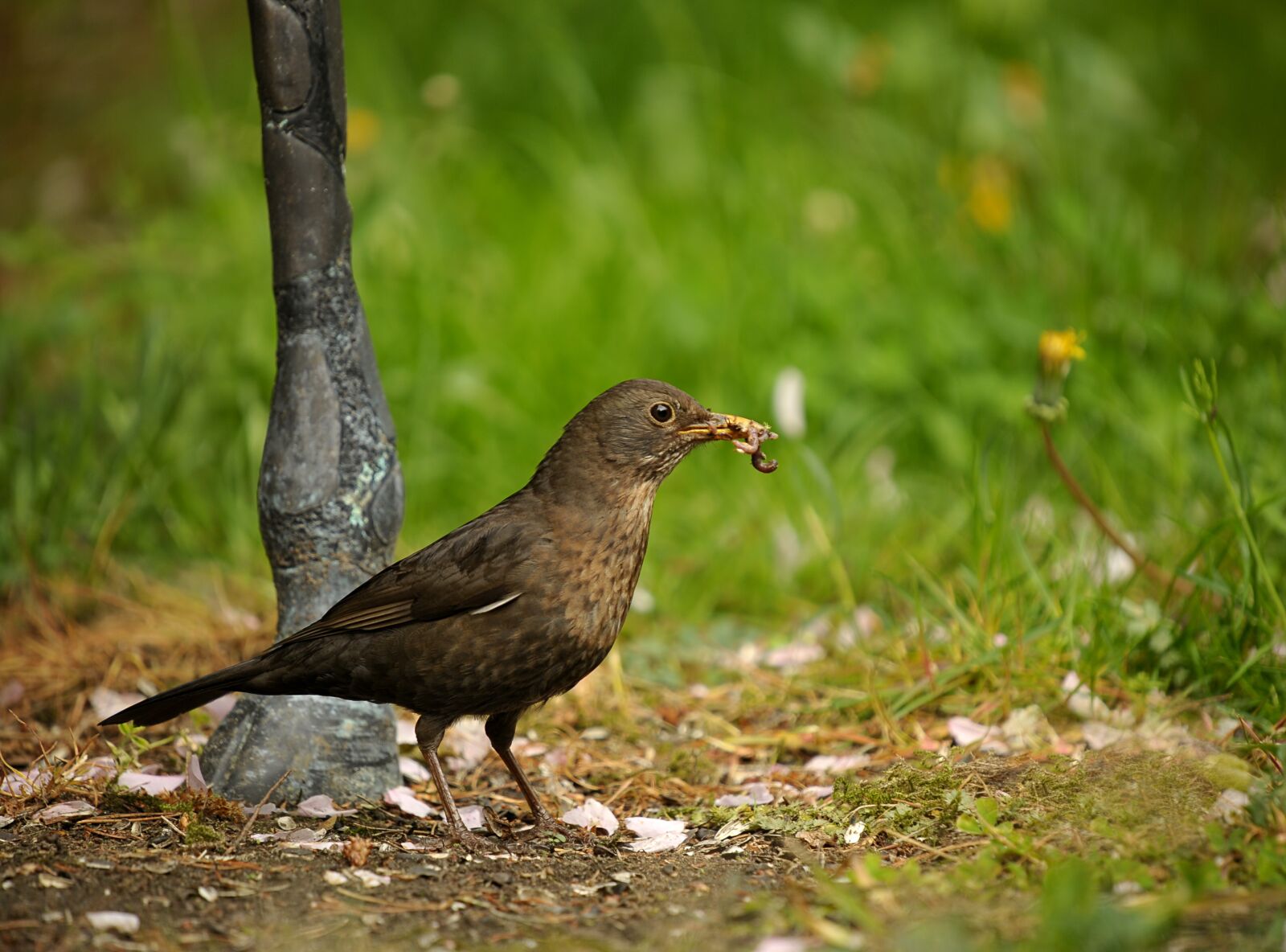 Nikon D3S sample photo. Blackbird, bird, songbird photography