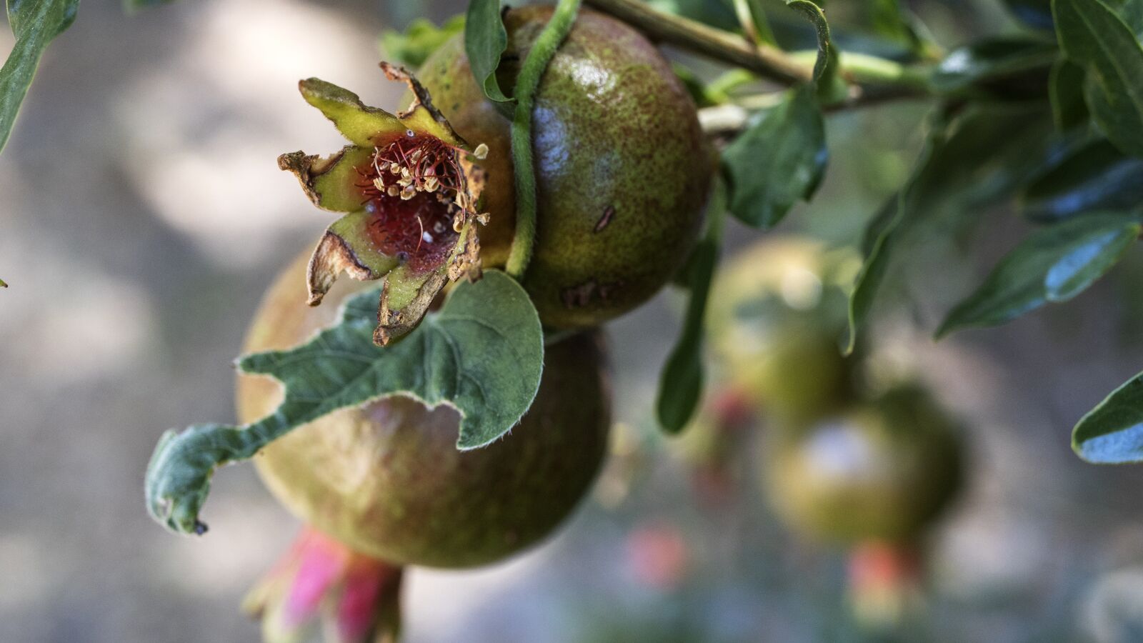 Canon EOS 250D (EOS Rebel SL3 / EOS Kiss X10 / EOS 200D II) sample photo. Pomegranate, plant, flora photography