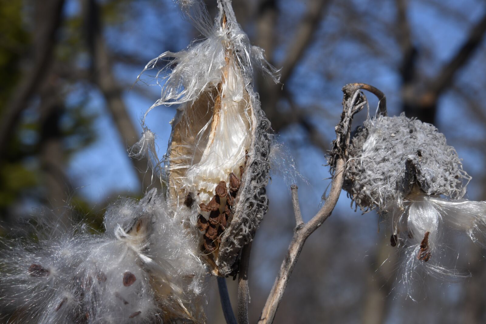 Nikon D850 sample photo. Milkweed, seed, pod photography