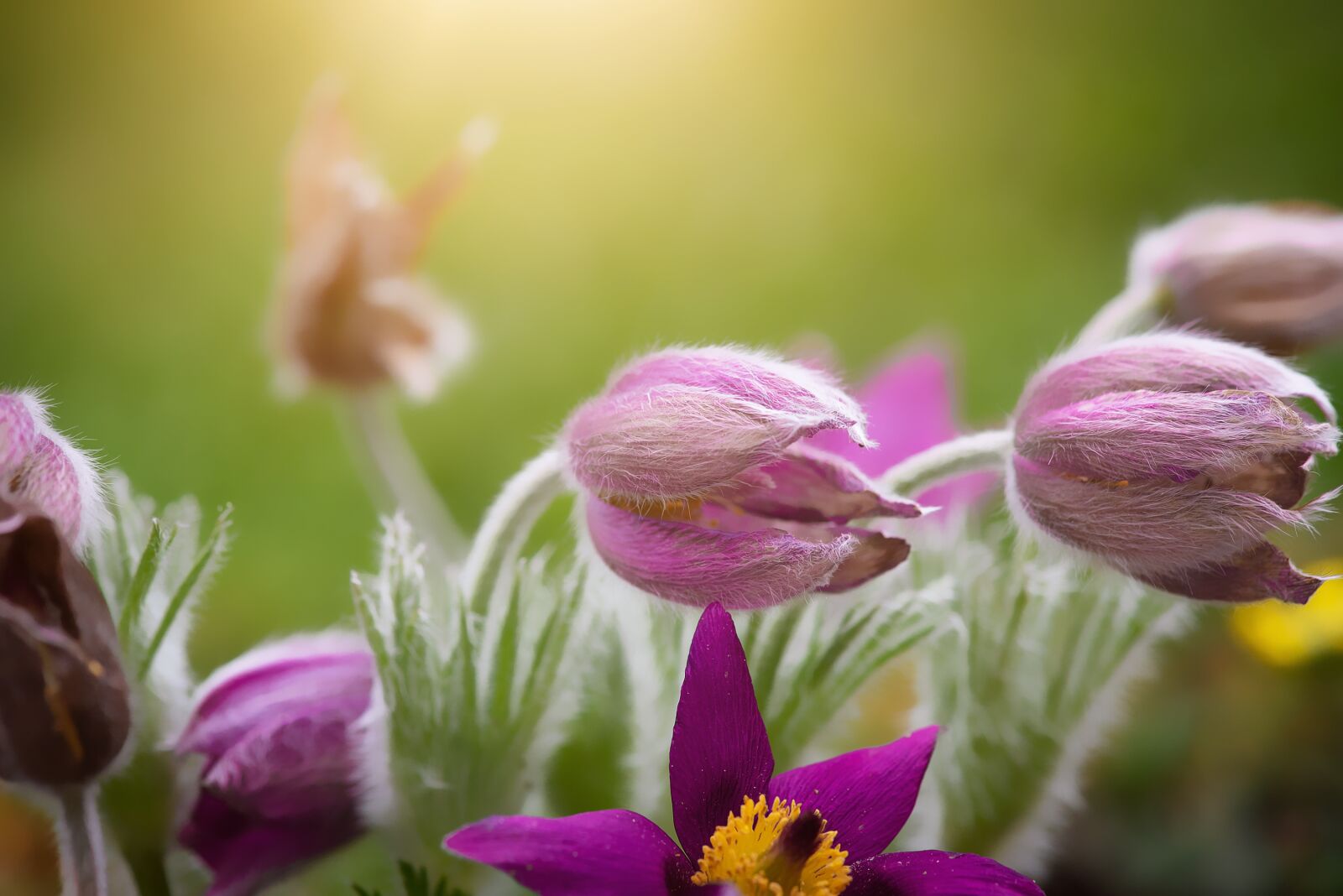 Nikon D750 sample photo. Flowers, anemones, garden photography
