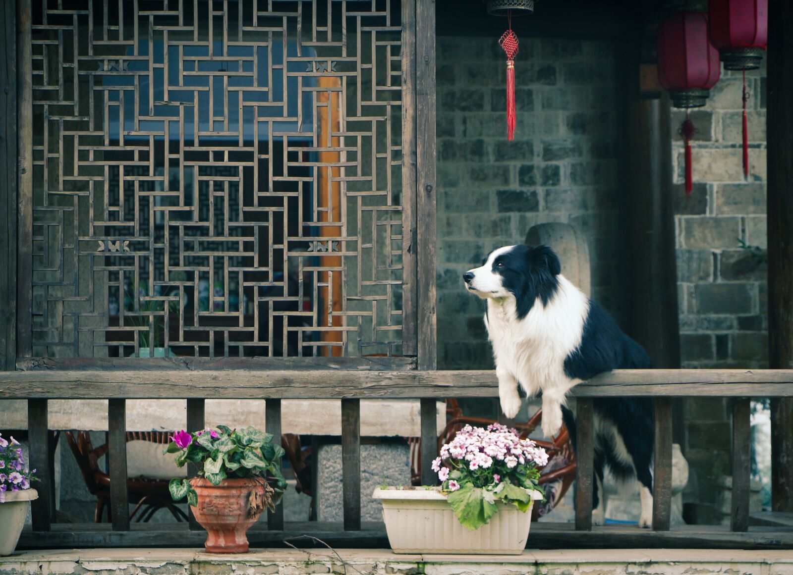 Canon EOS 700D (EOS Rebel T5i / EOS Kiss X7i) sample photo. Flower, pavilion, dog photography