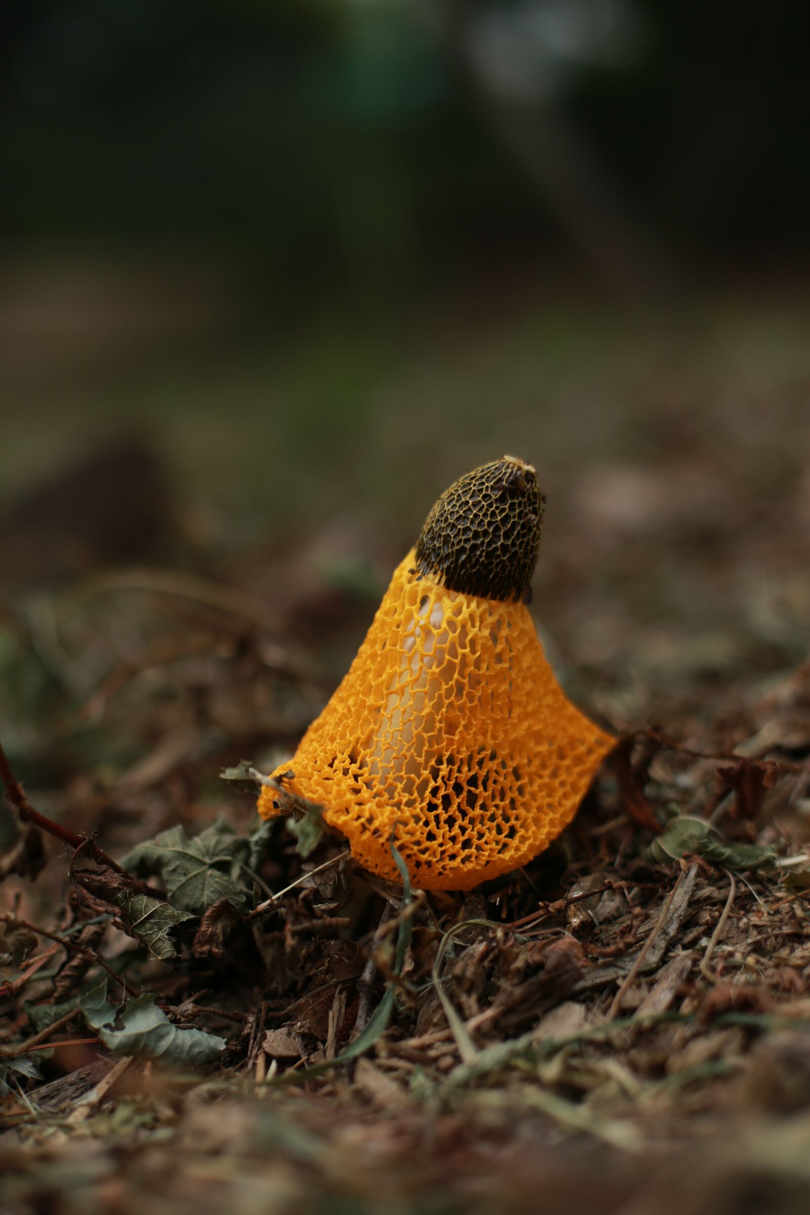 Canon EOS 6D + Canon EF 50mm F1.4 USM sample photo. Mushroom, nature, yellow photography