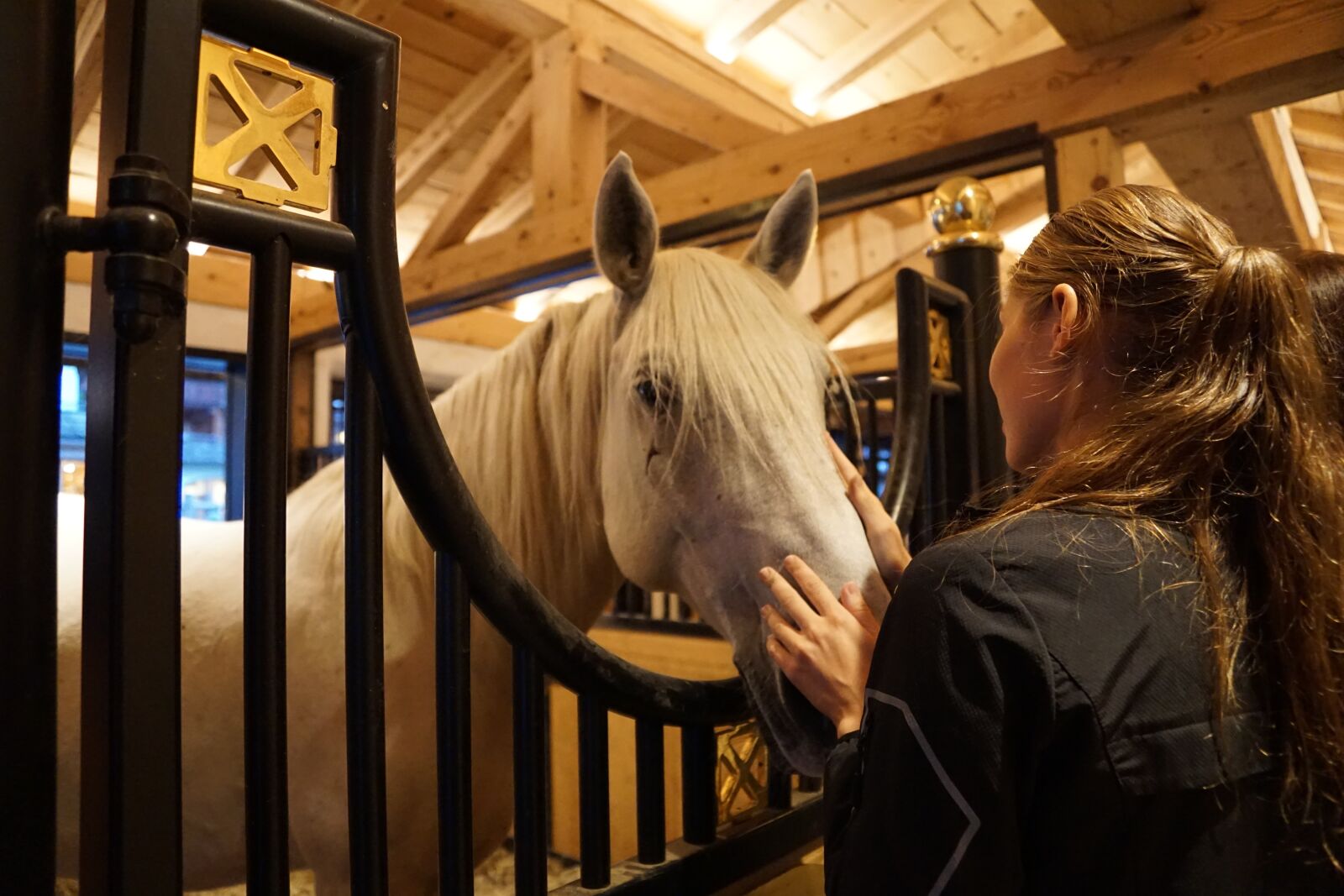 Sony ILCA-77M2 + Sony DT 16-50mm F2.8 SSM sample photo. Horse, lipizzaner, stud photography