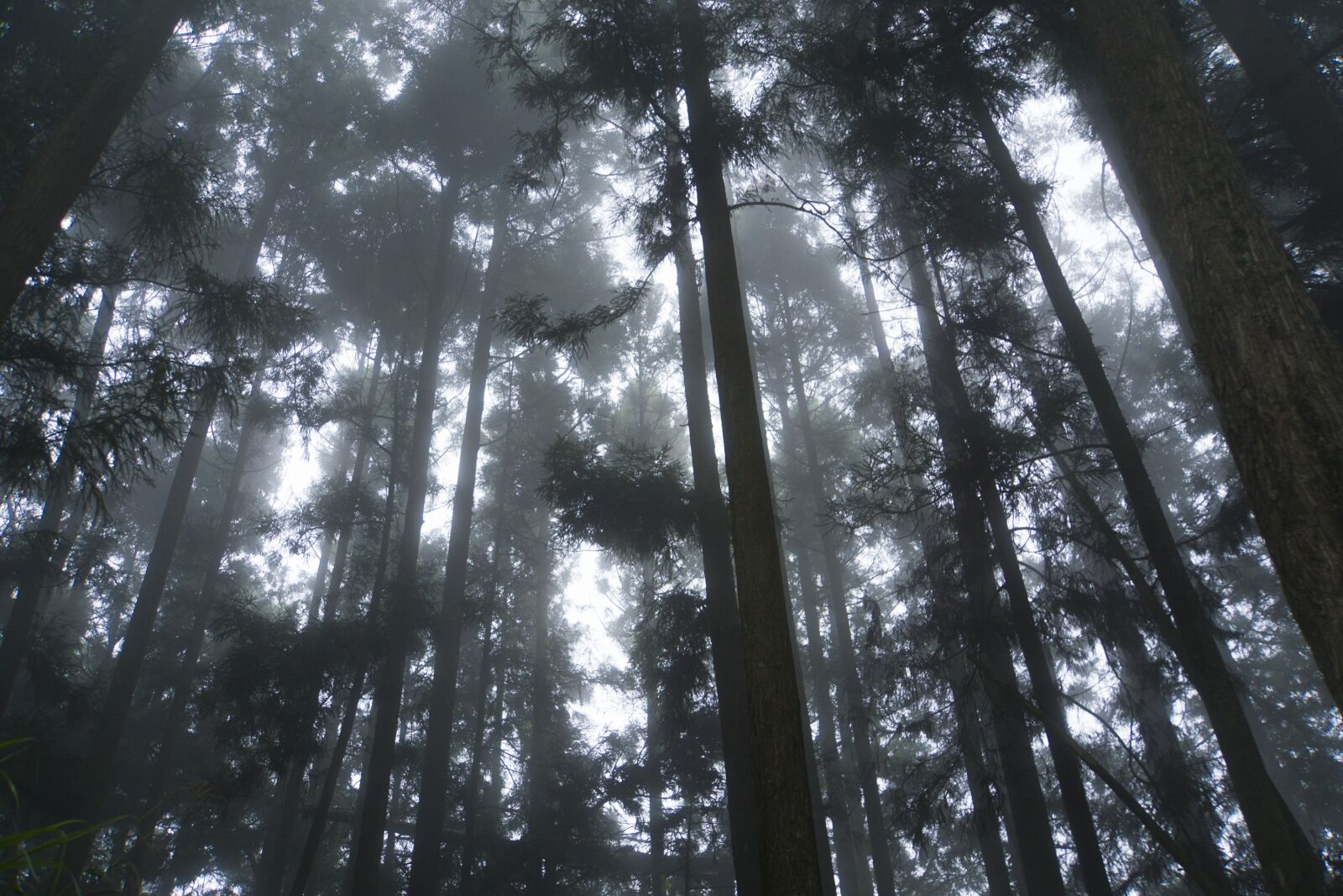 Sony E 18-200mm F3.5-6.3 OSS LE sample photo. Tree, fog, mist photography