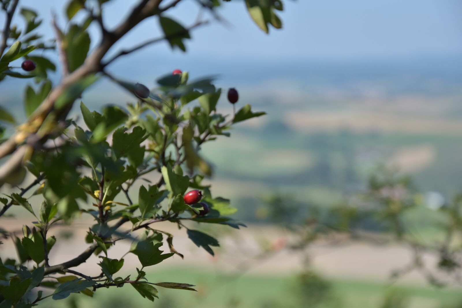 Nikon D5500 sample photo. Tree, nature, fruit photography