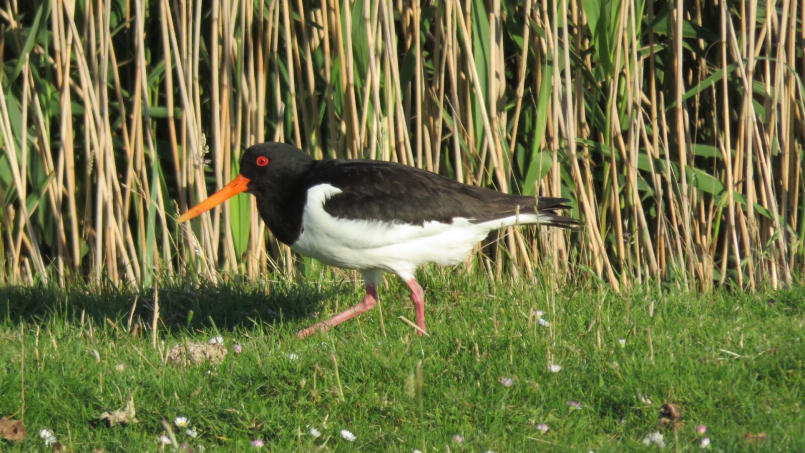 Canon PowerShot SX700 HS sample photo. Oystercatcher, bird, nature photography