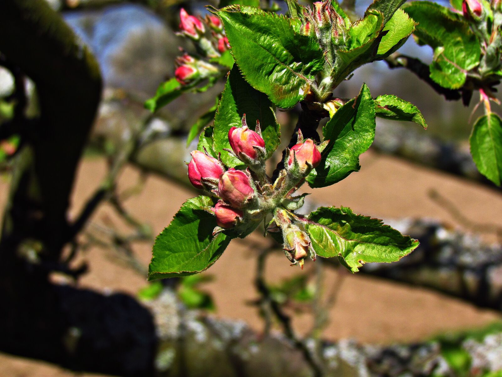 Canon PowerShot SX30 IS sample photo. Tree, spring, flower photography