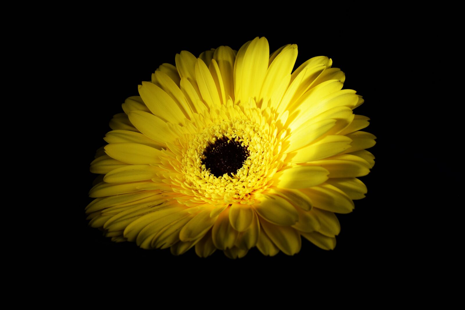 Nikon D5300 sample photo. Yellow, black photography