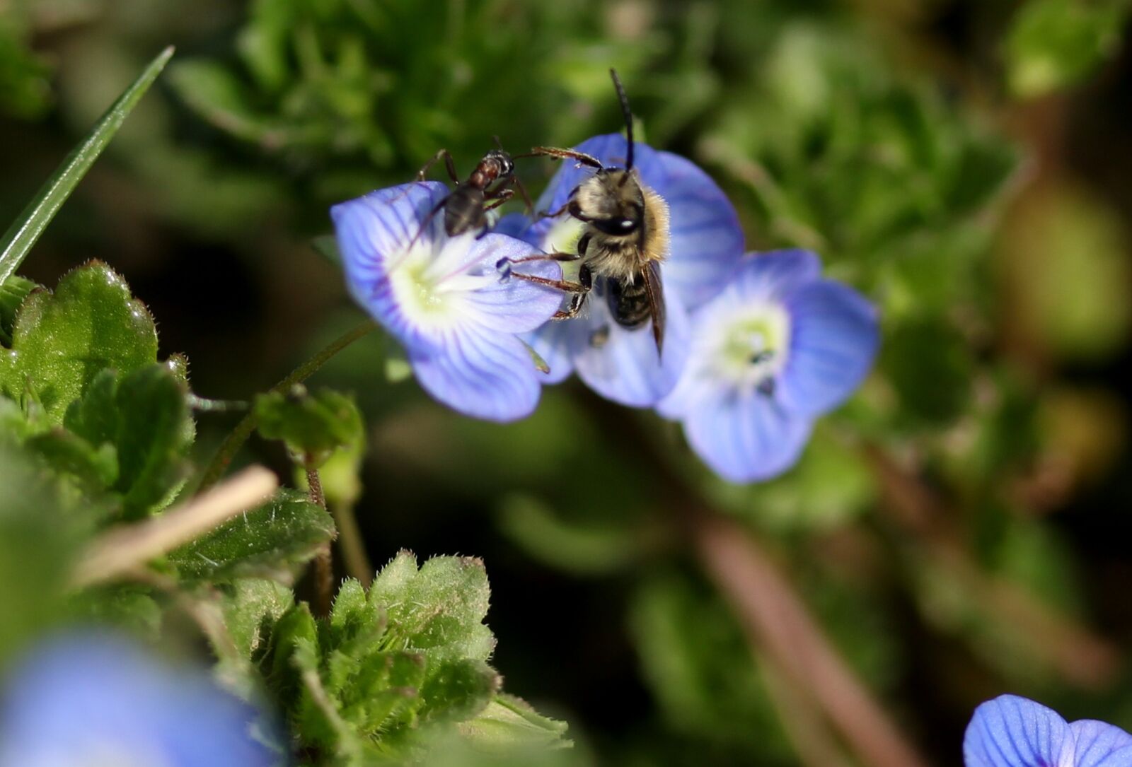 Canon EF-S 60mm F2.8 Macro USM sample photo. Cornflower, bee, insecta photography