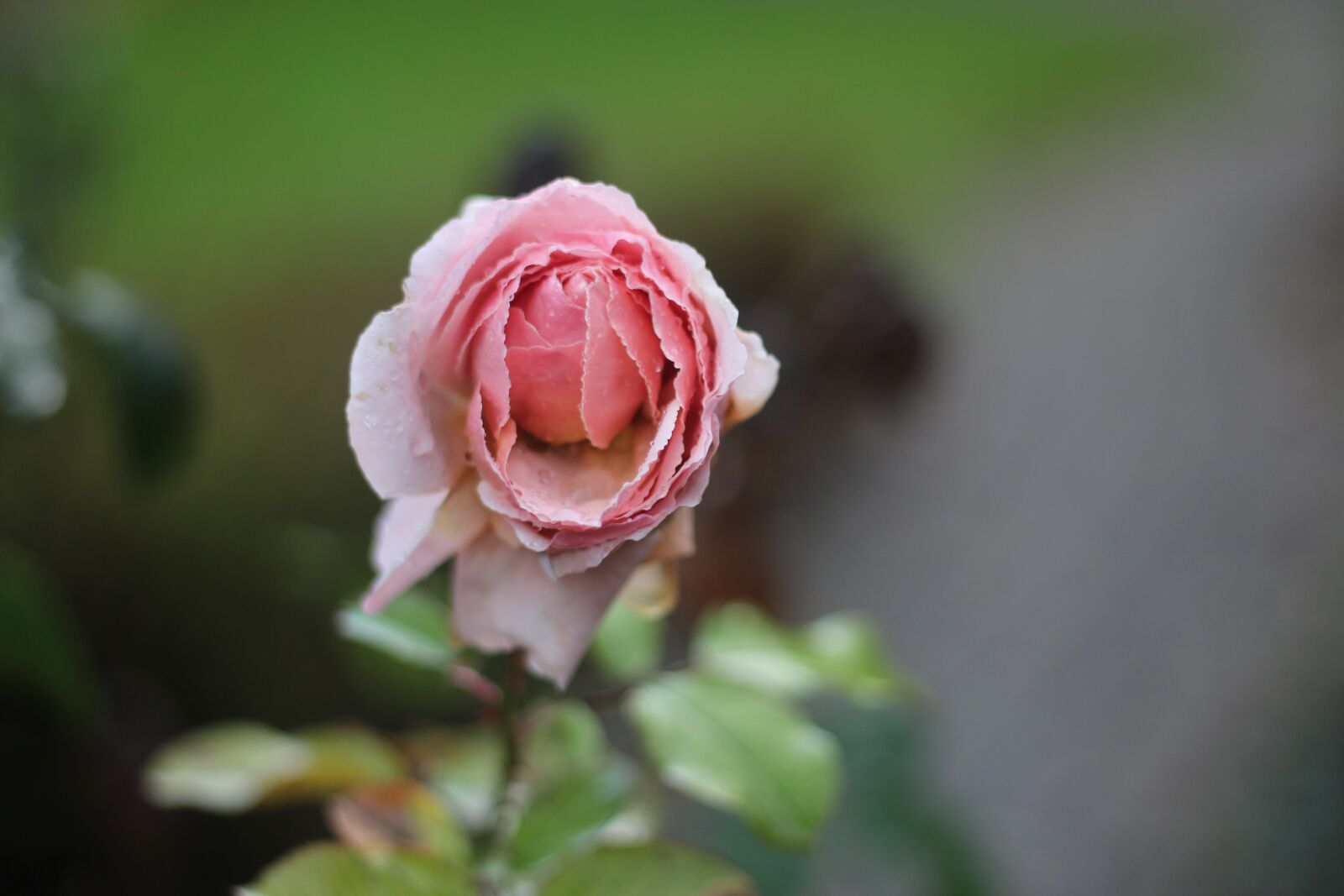 Canon EOS 650D (EOS Rebel T4i / EOS Kiss X6i) + Canon EF 50mm F1.8 II sample photo. Rose, flower, nature photography