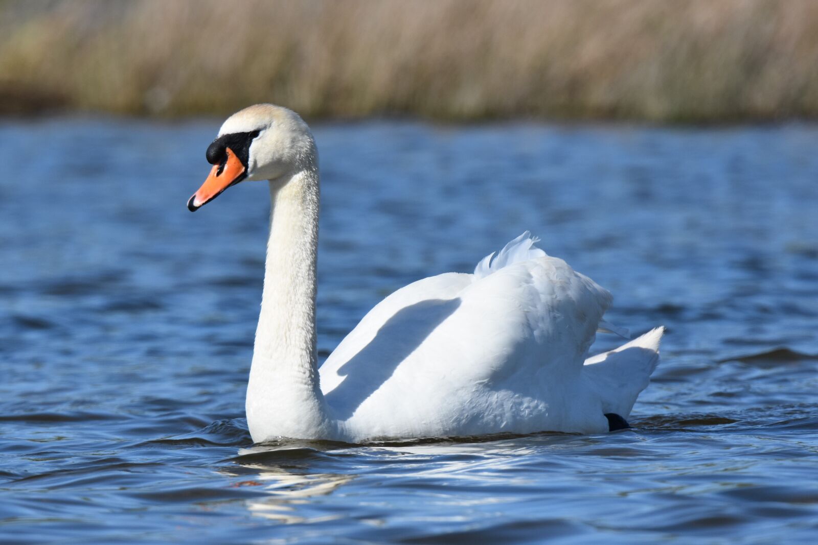 Nikon D7200 sample photo. Birds, nature, wildlife photography
