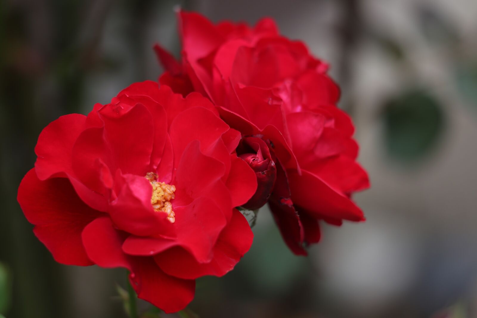 Canon EOS 6D + Canon EF 70-300 F4-5.6 IS II USM sample photo. Red rose, lily marlene photography