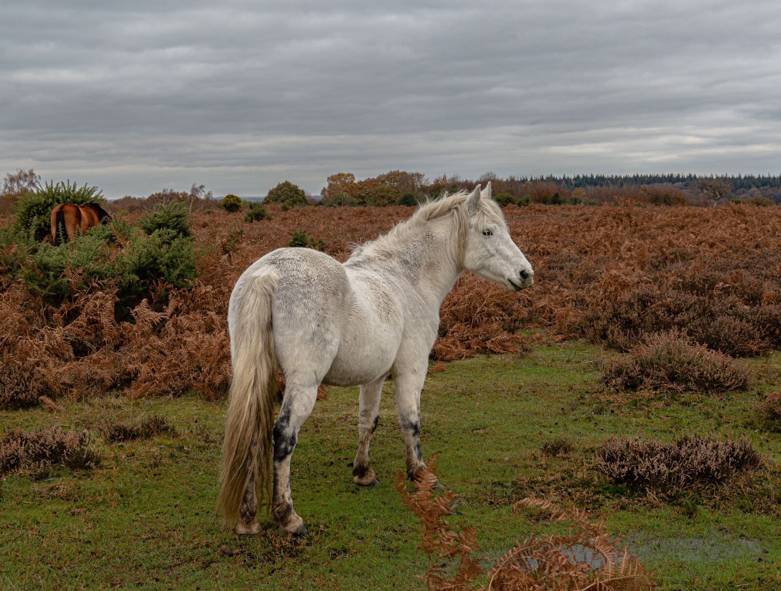 Canon EOS 5D Mark III + Canon EF 24-105mm F3.5-5.6 IS STM sample photo. Horse, pony, mammal photography