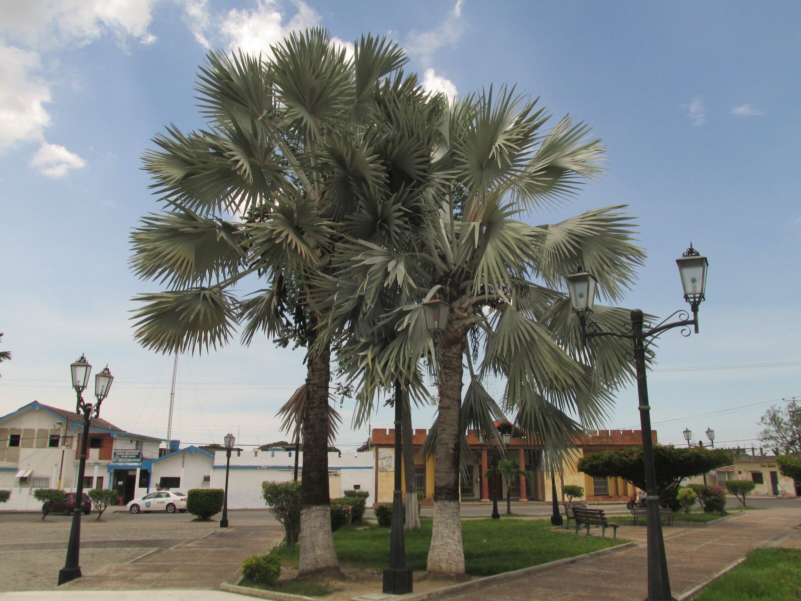 Canon PowerShot SX160 IS sample photo. Palma, palm, tree photography