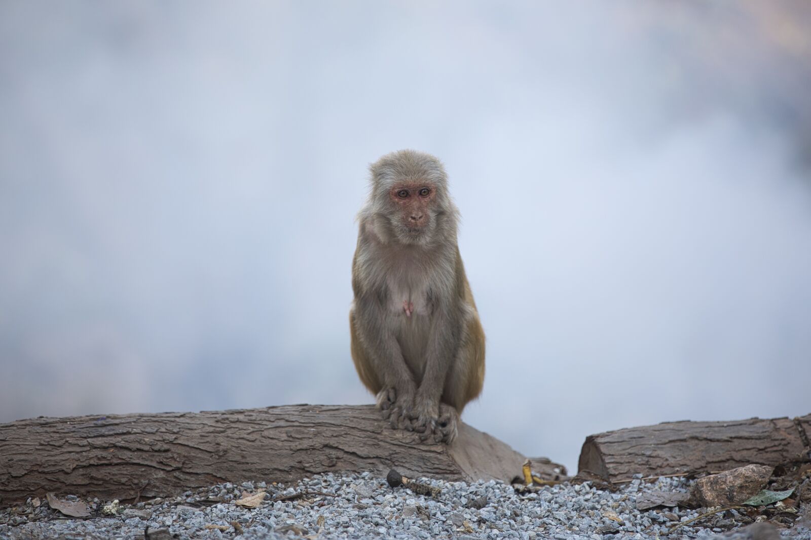 Canon EF 70-200mm F2.8L IS II USM sample photo. Monkey, animal, gorilla photography