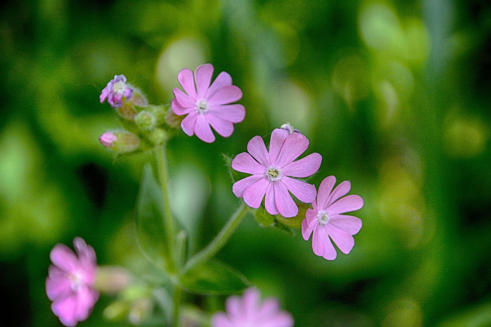 Nikon D5200 sample photo. Botanique, fleur, floraison, flore photography