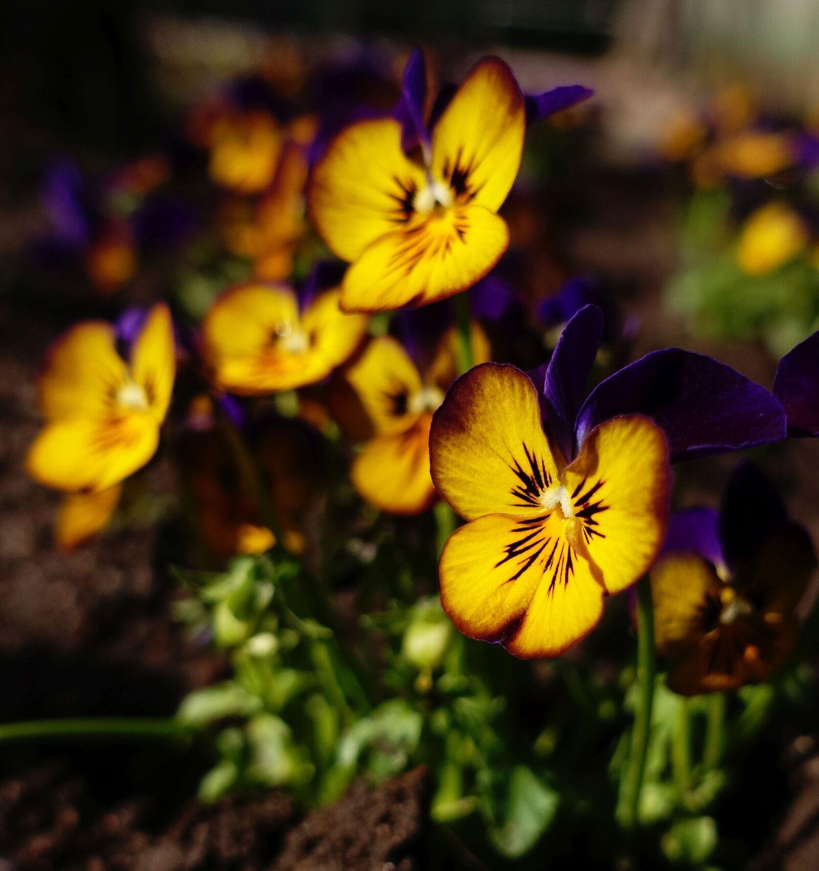 Sony Cyber-shot DSC-RX100 III sample photo. Pansy, spring, garden photography