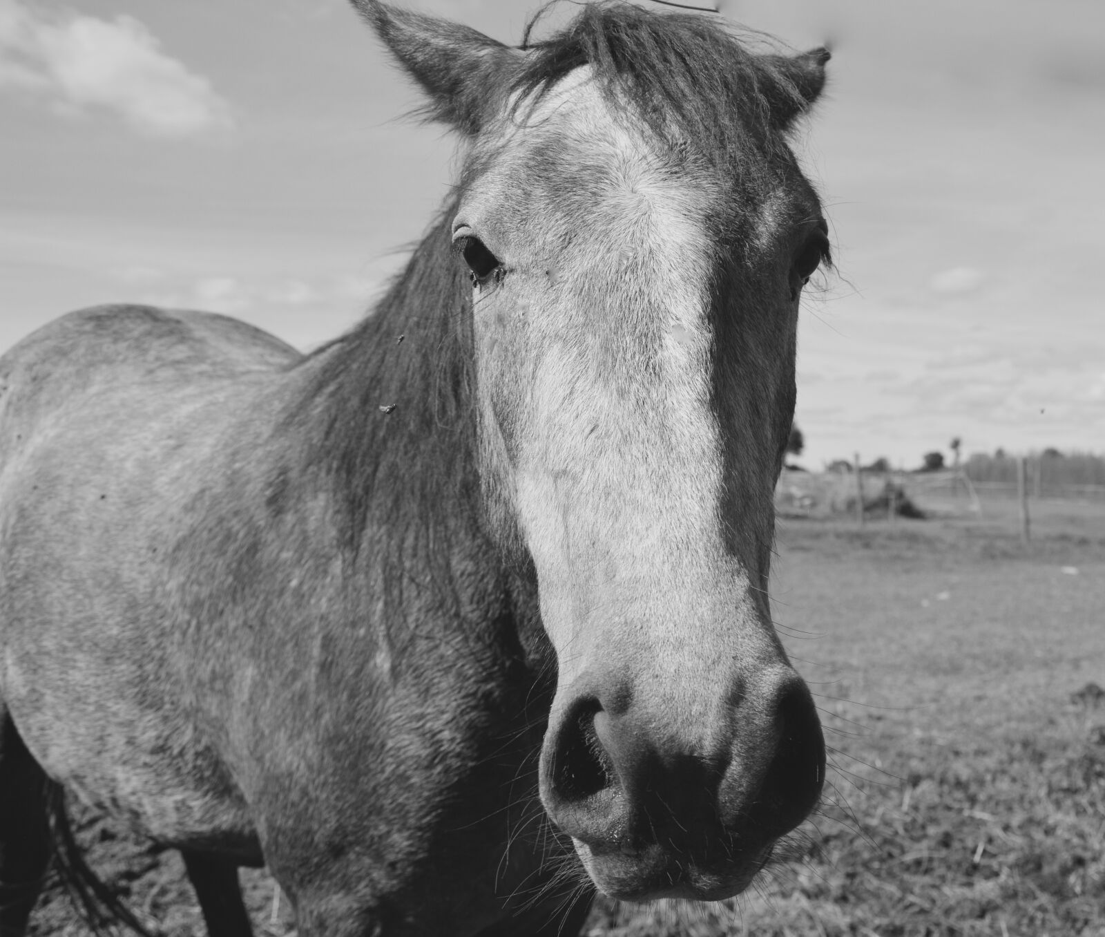 Nikon D5200 sample photo. Horses, head horse, portrait photography