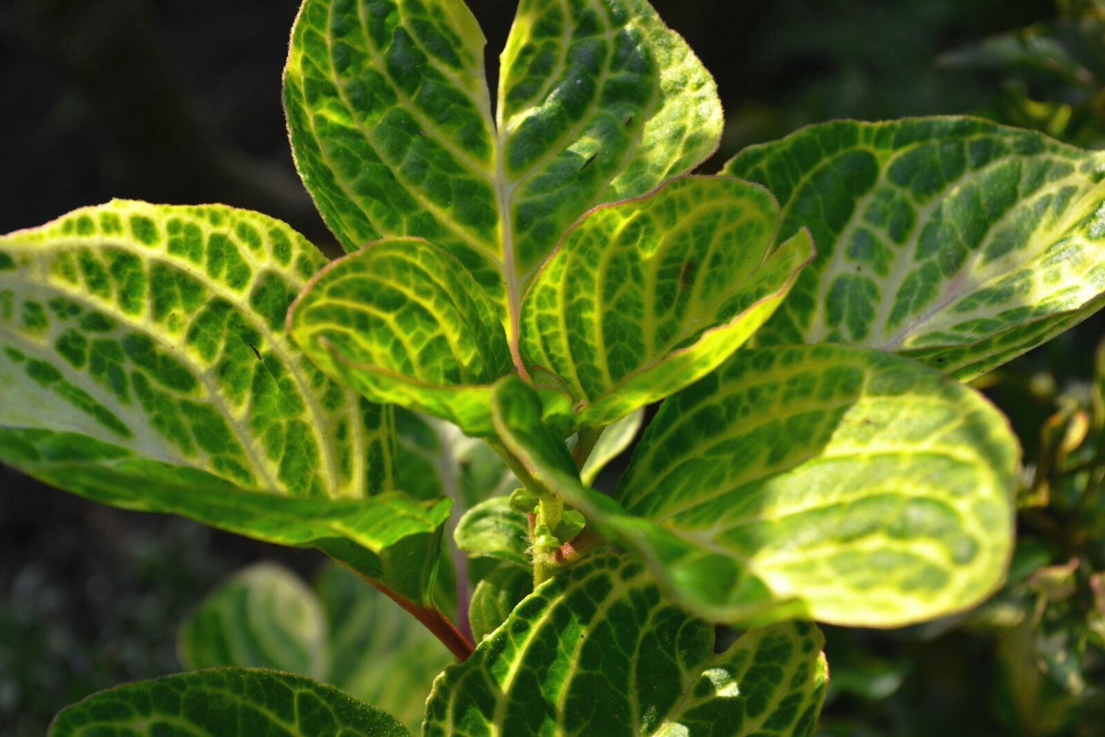 Nikon D3100 sample photo. Green, plant, leaves photography