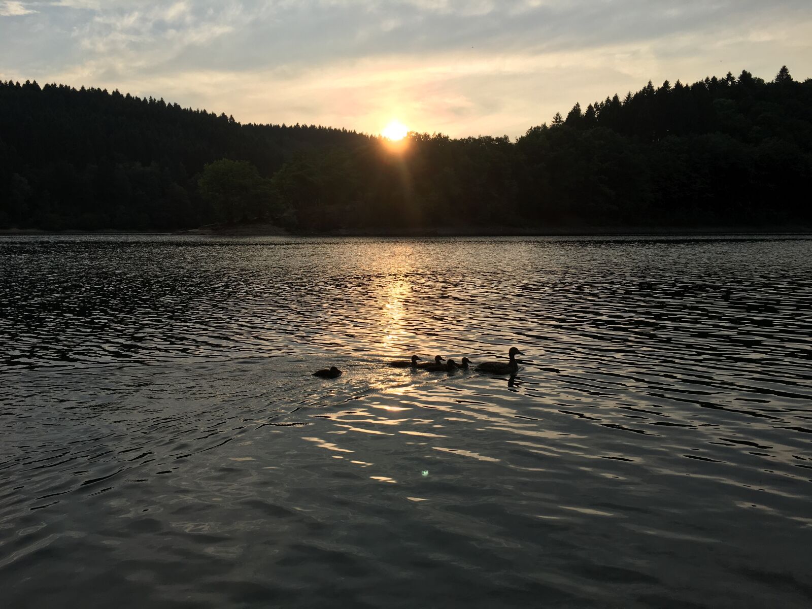 Apple iPhone 6s sample photo. Ducks, lake, sun photography